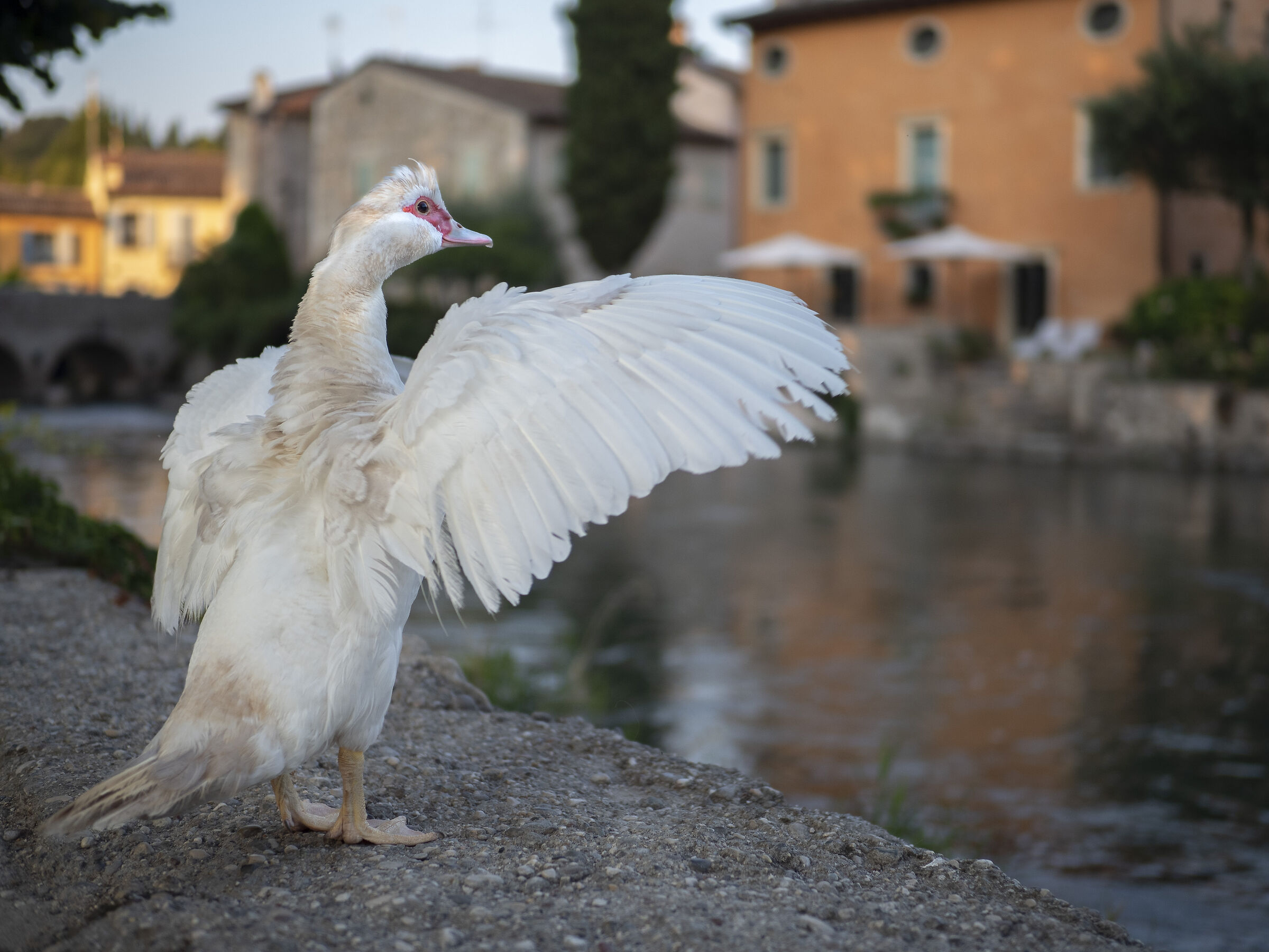 Borghetto sul Mincio