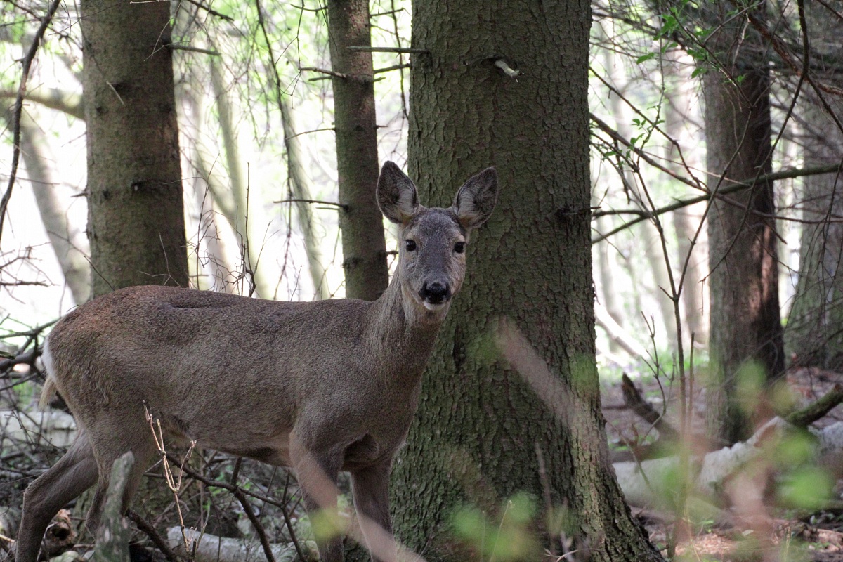 Cosa é stato questo click?