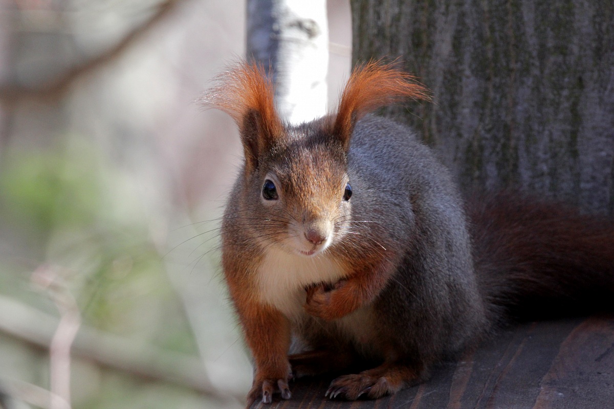 Scoiattolo Rosso