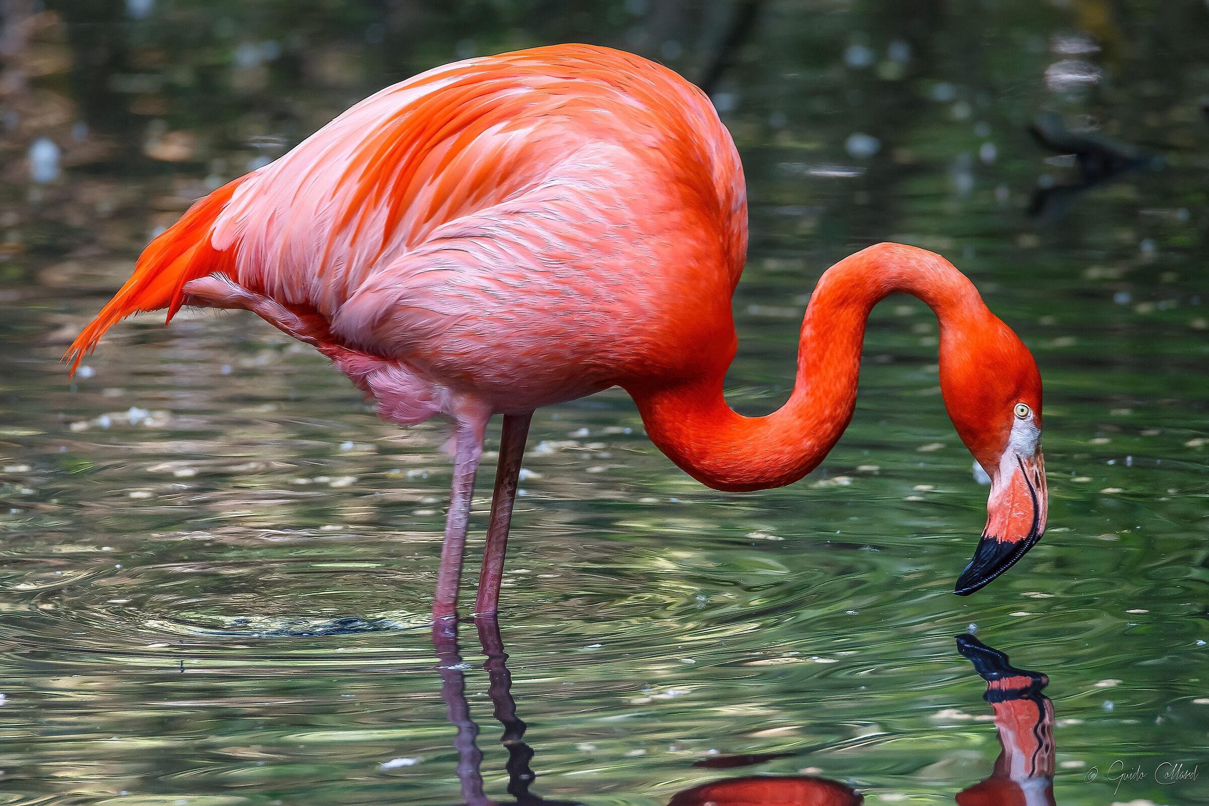 Questa faccia non mi è nuova