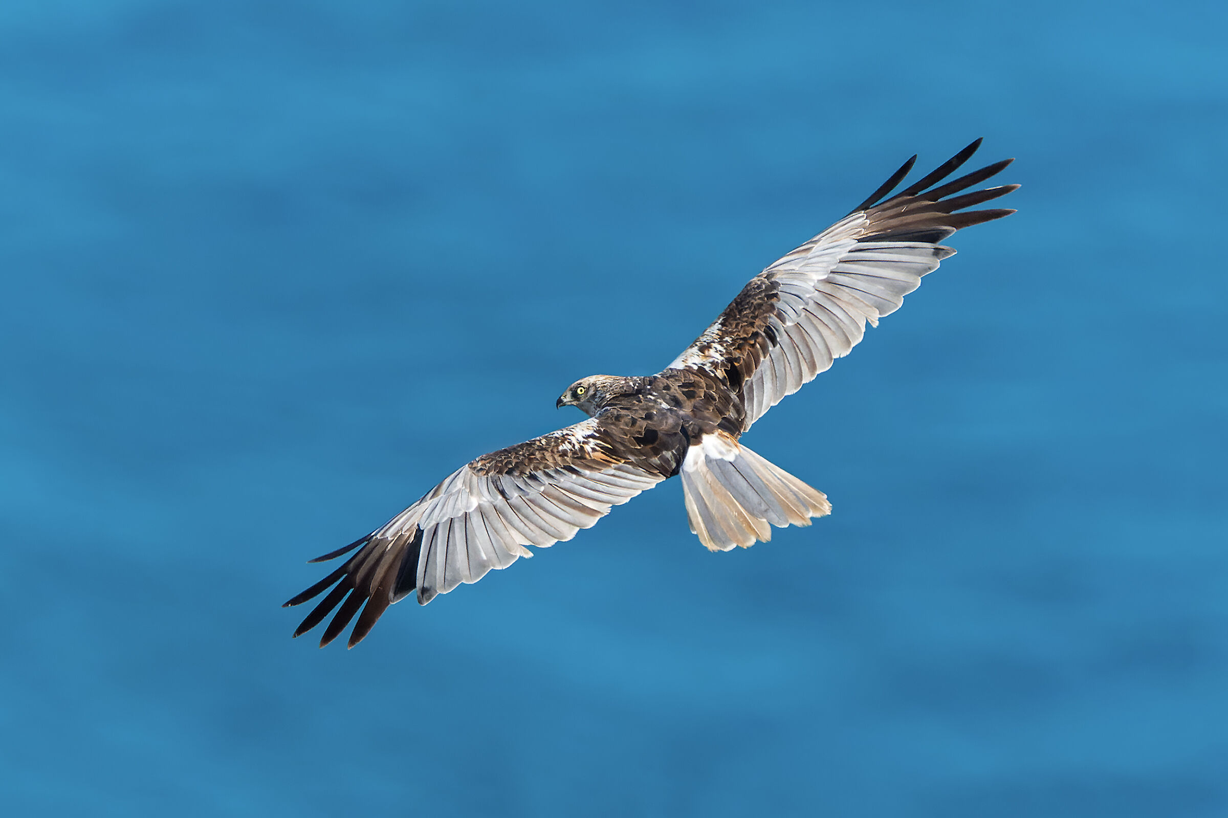 Migrating marsh falcon