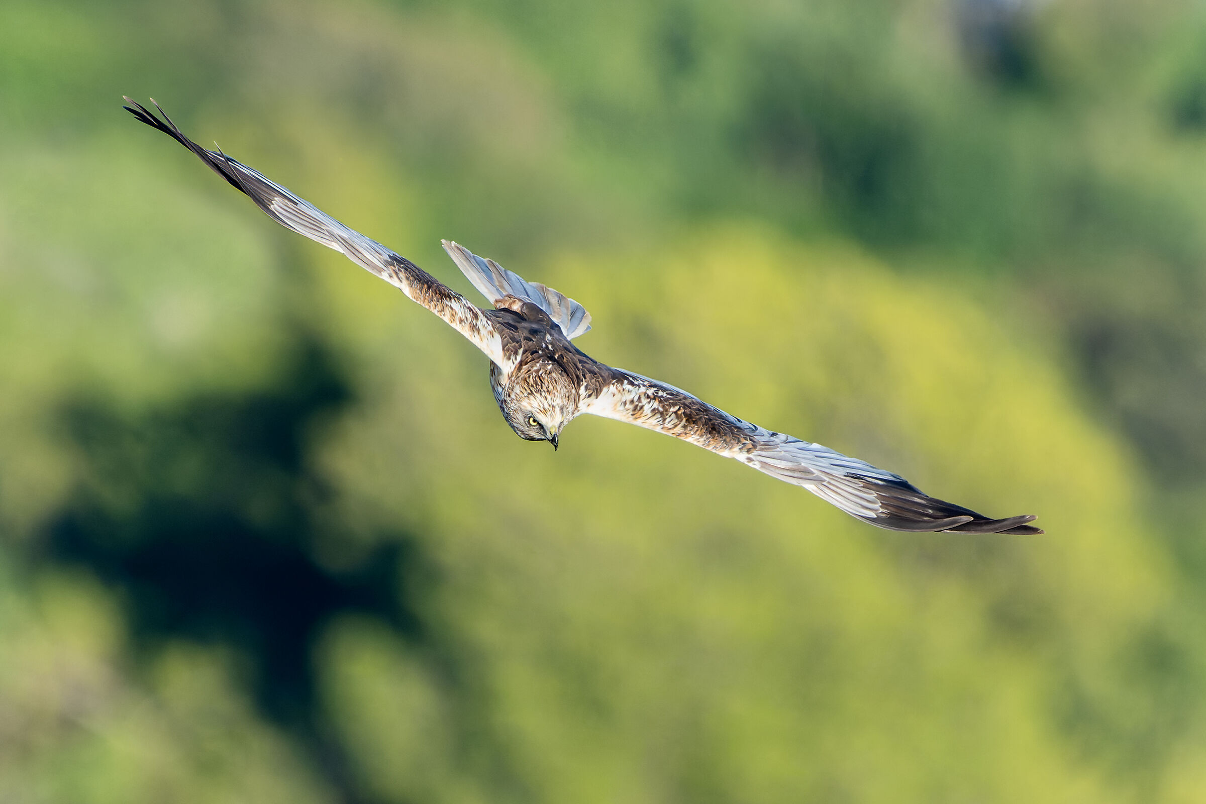 Marsh falcon