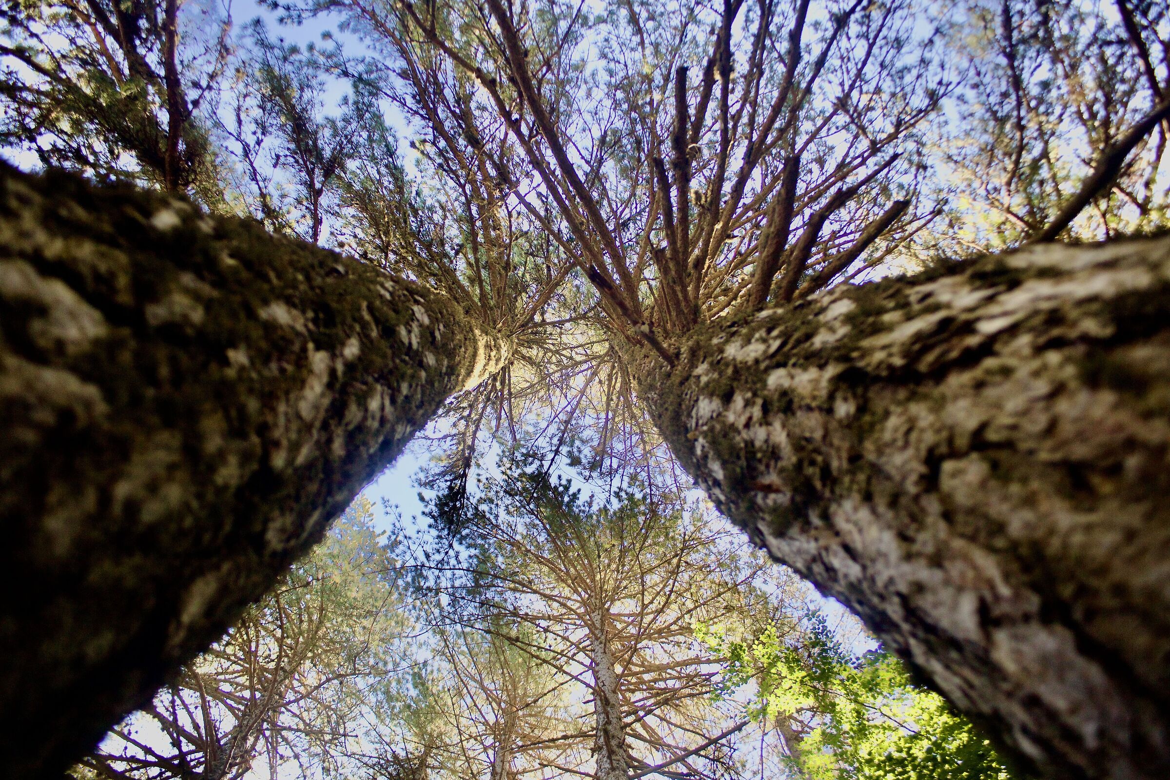 Alberi Infiniti