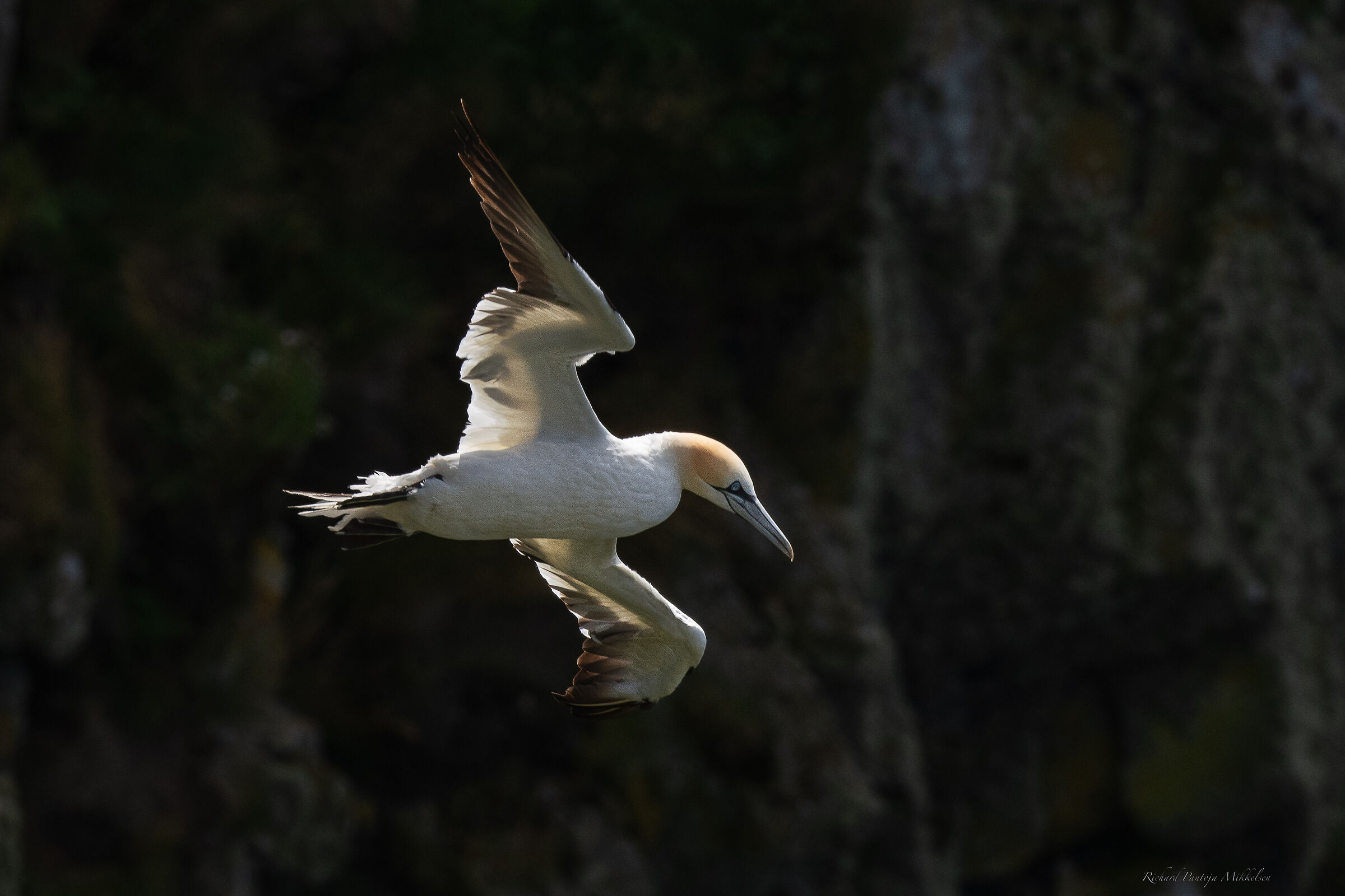 Northern Gannet