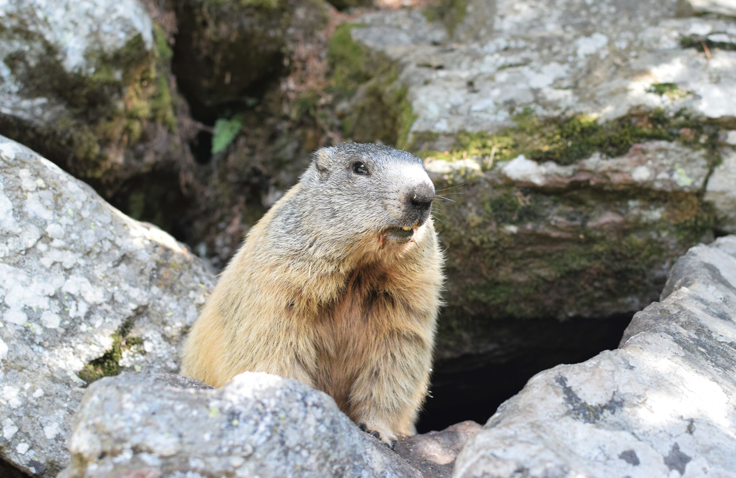 The small Lombard lookout