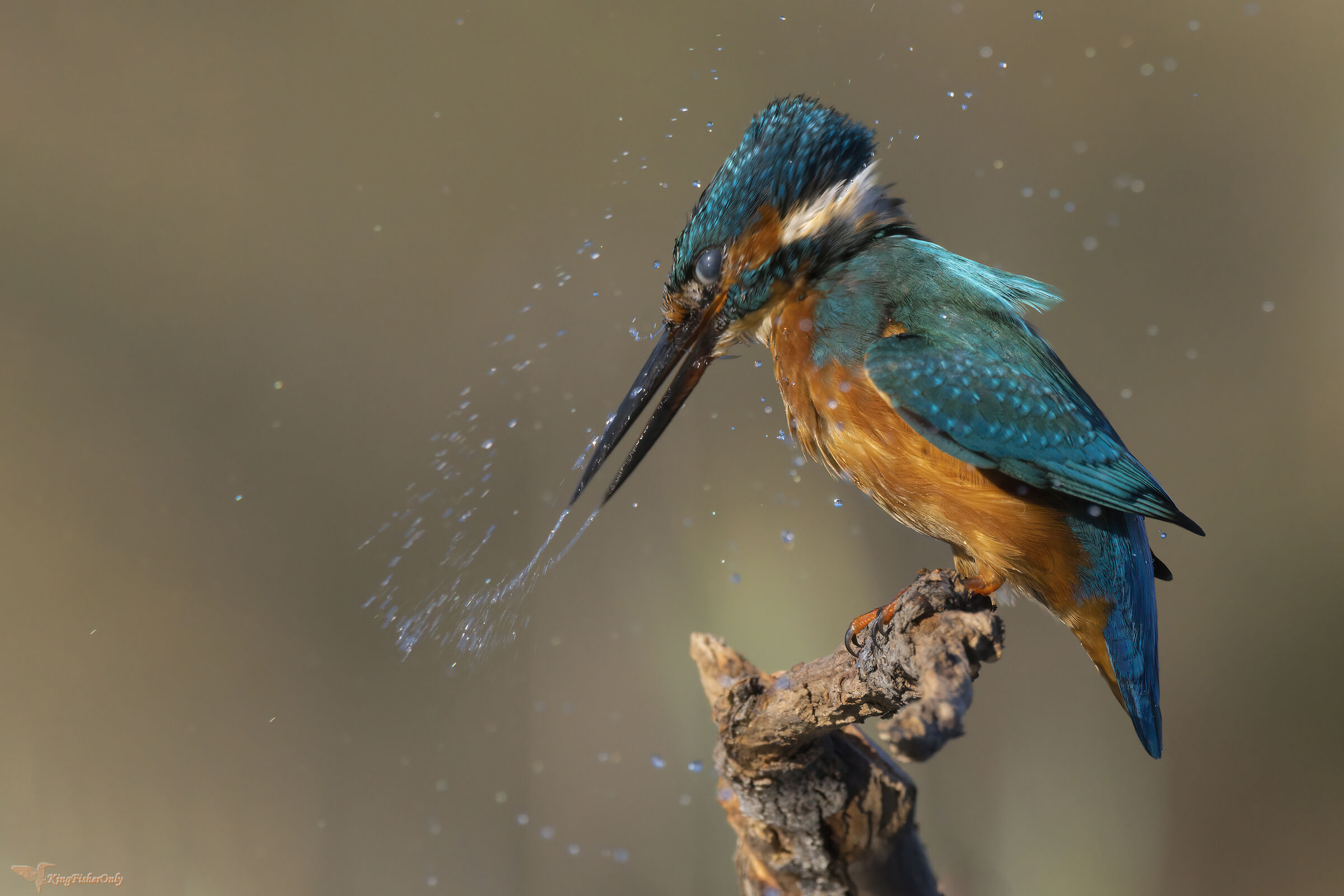 Kingfisher