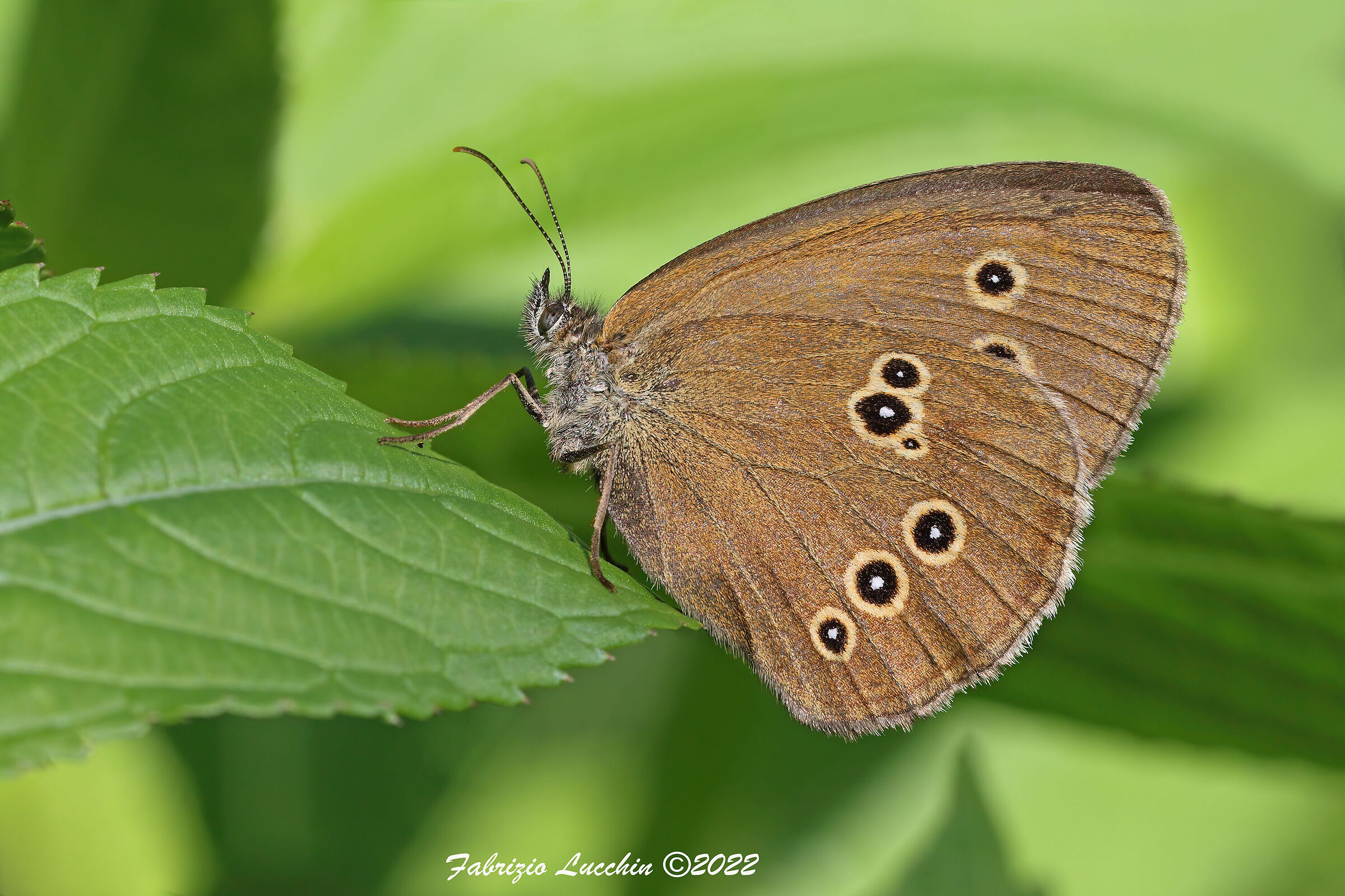 Aphantopus hyperantus