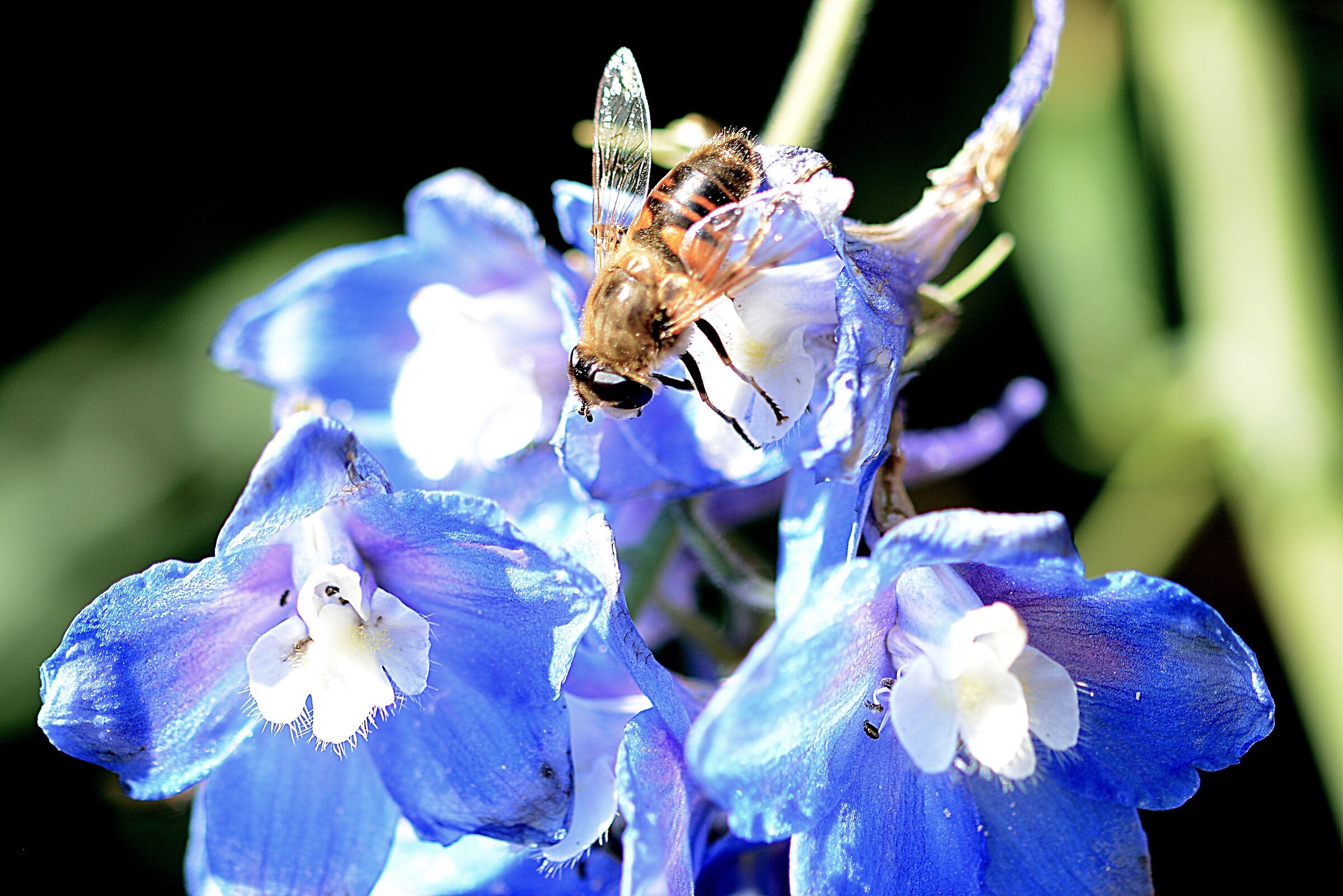 Delphinium... with bee