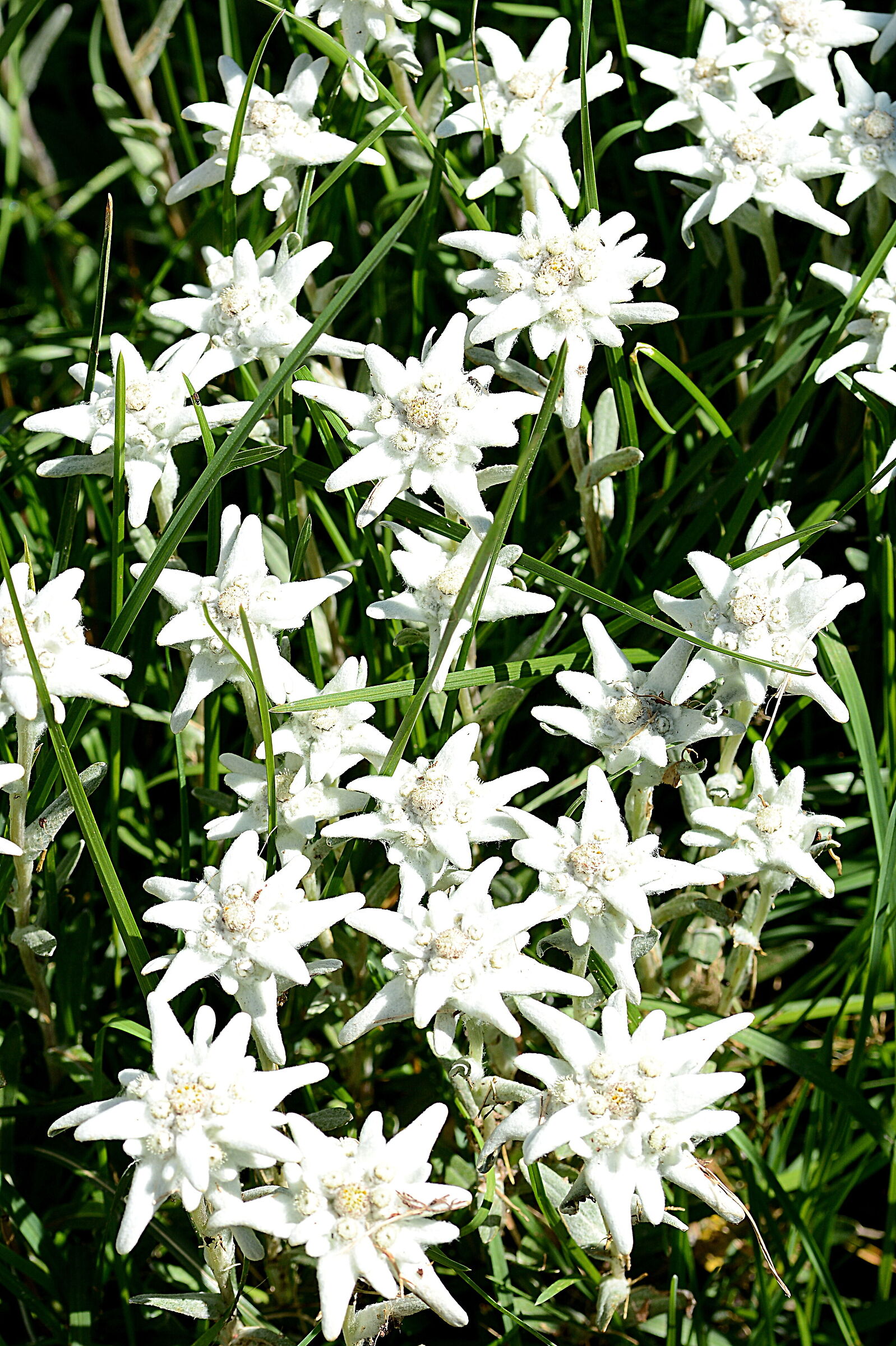Edelweiss