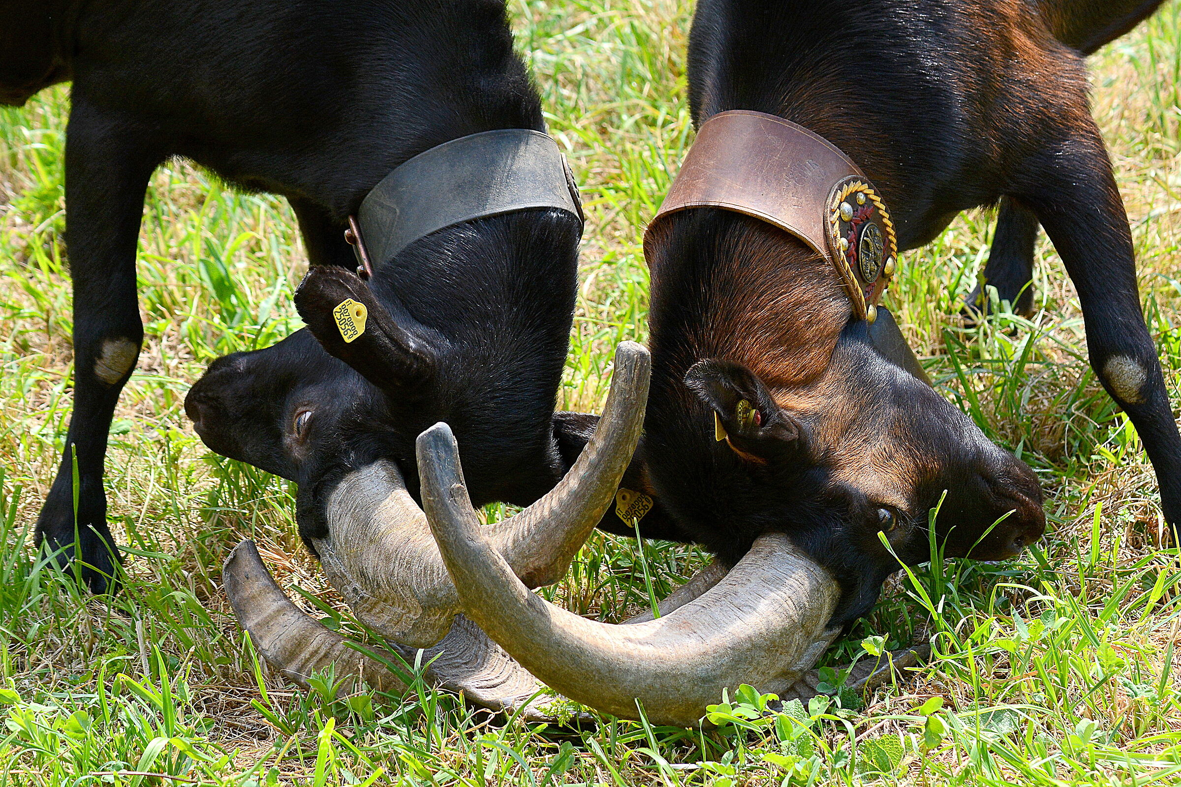 Brissogne, battle of the goats