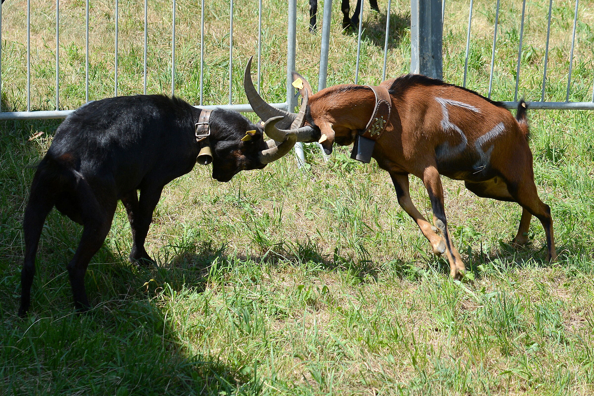 Brissogne, Battle of the Goats 2