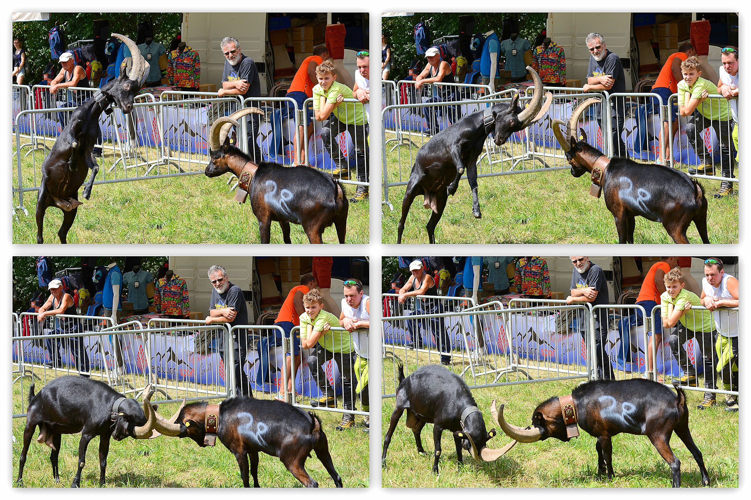 Battle of the Goats, sequence