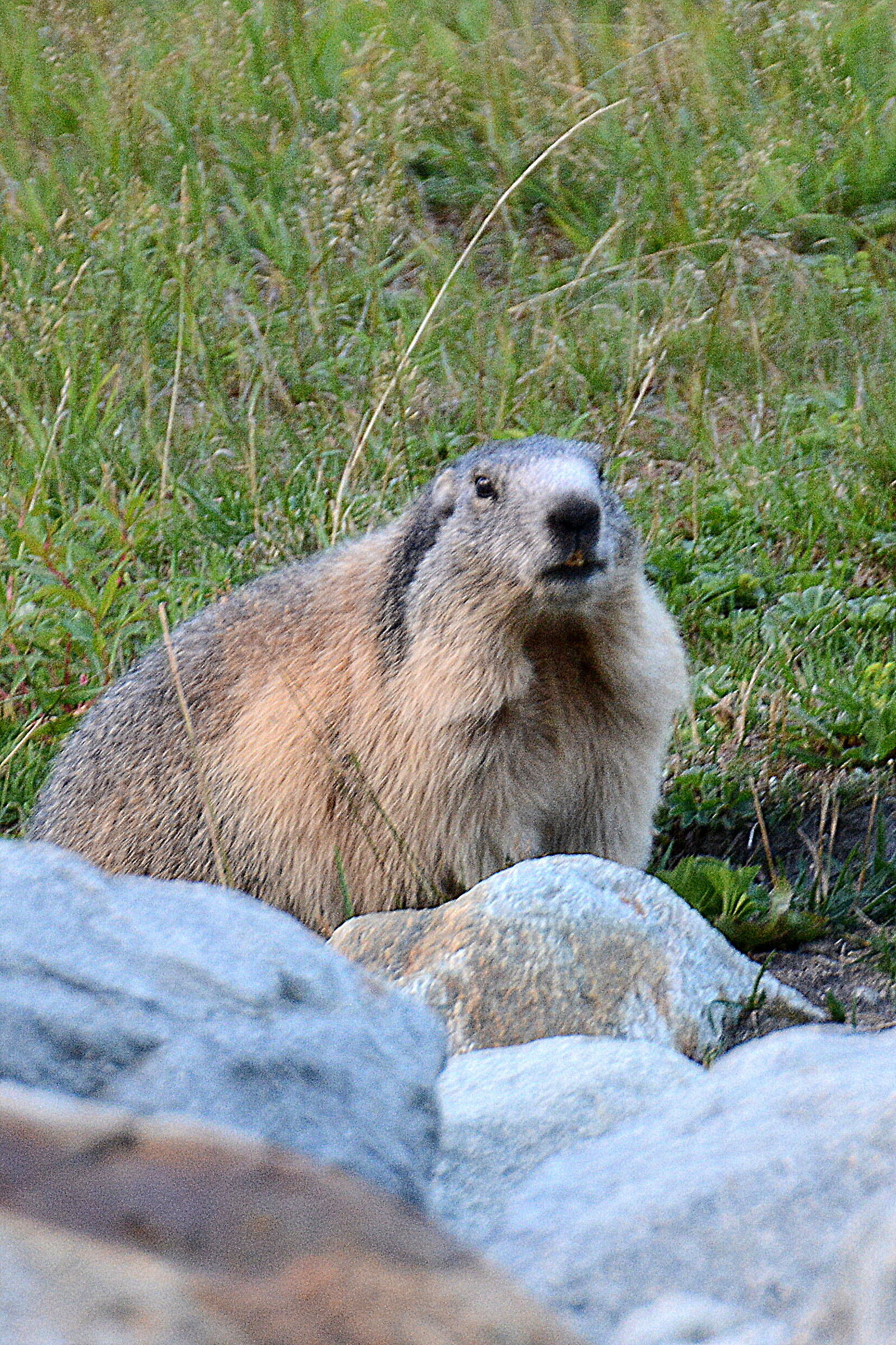 Marmot 1