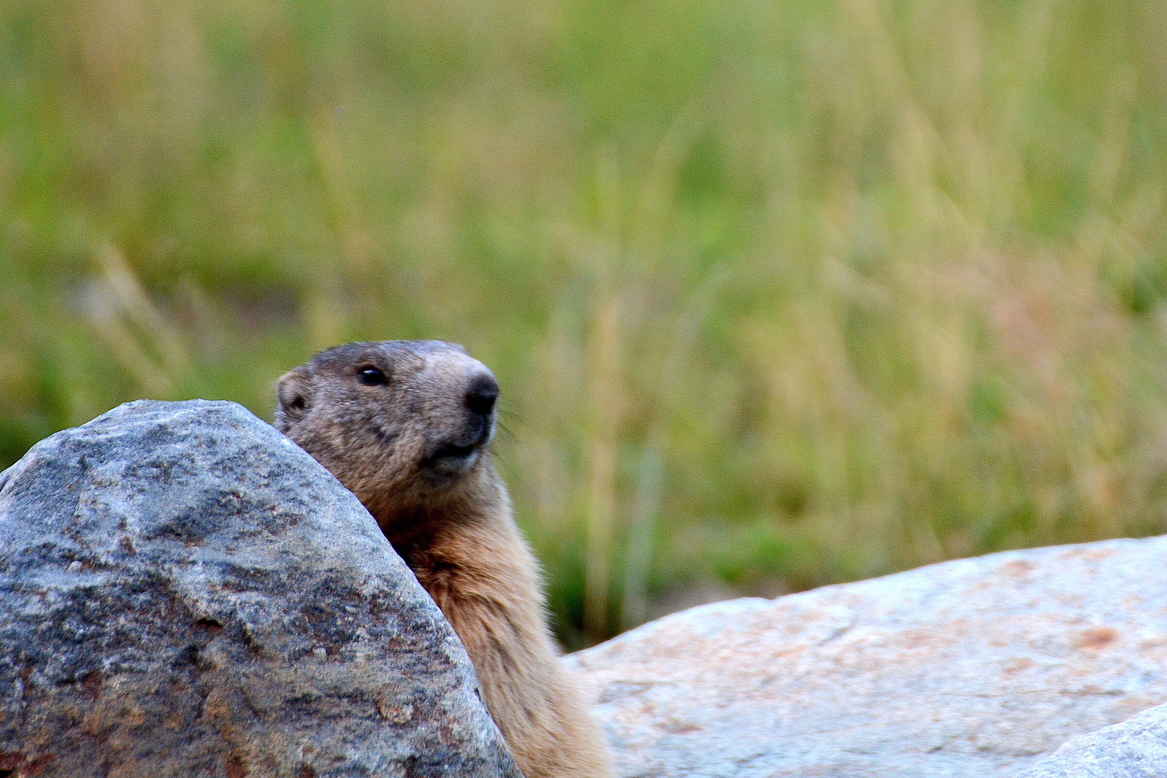 Marmot 2