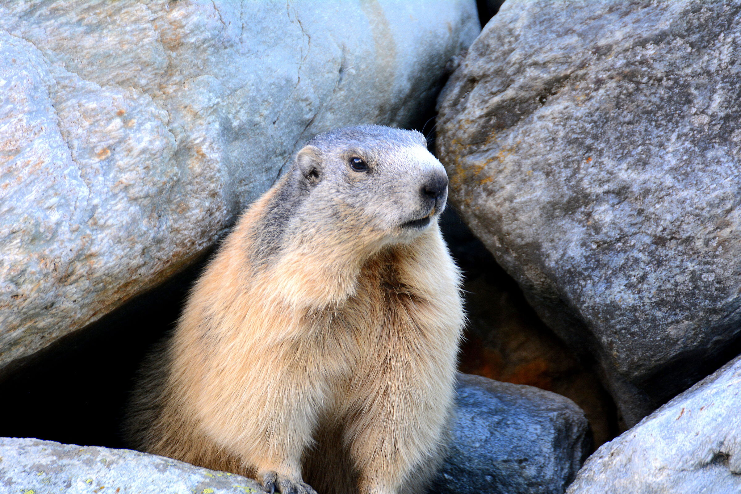Marmot 3