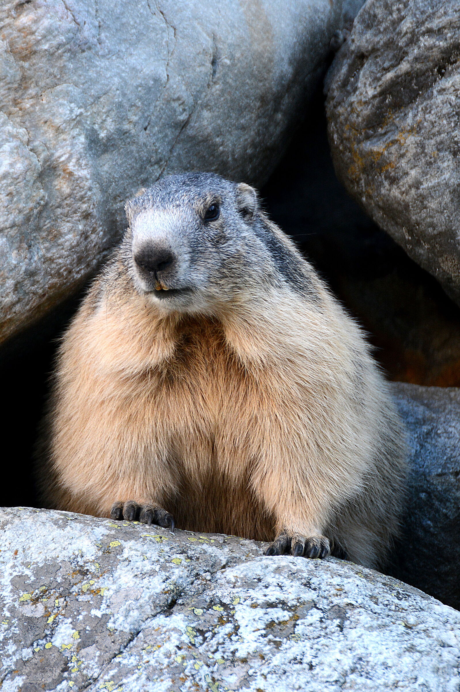 Marmot 4