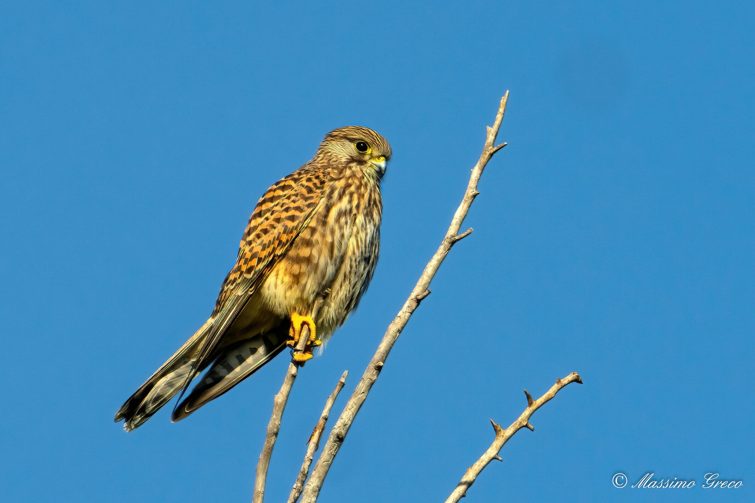 Gheppio (Falco tinnunculus)