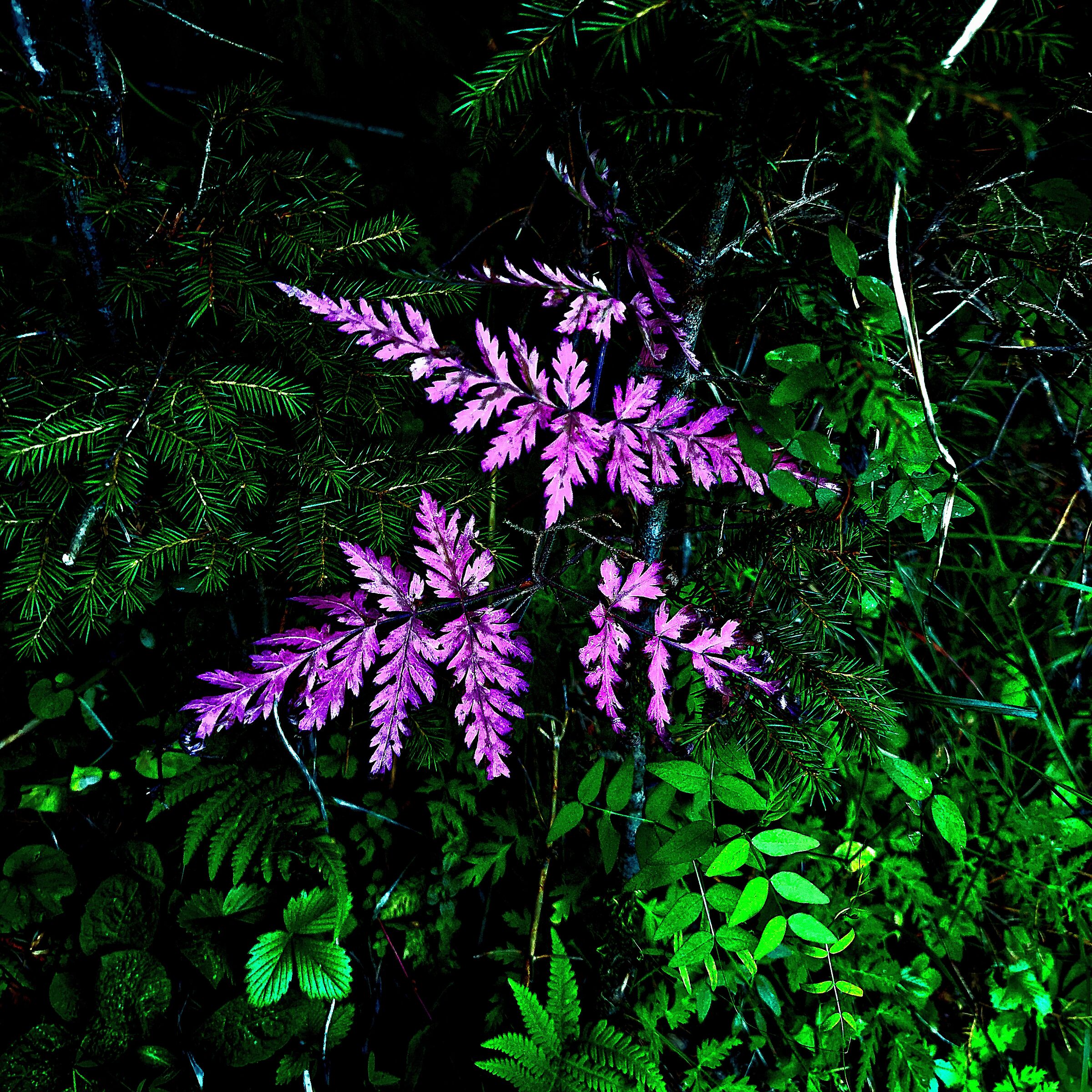 La natura colorata