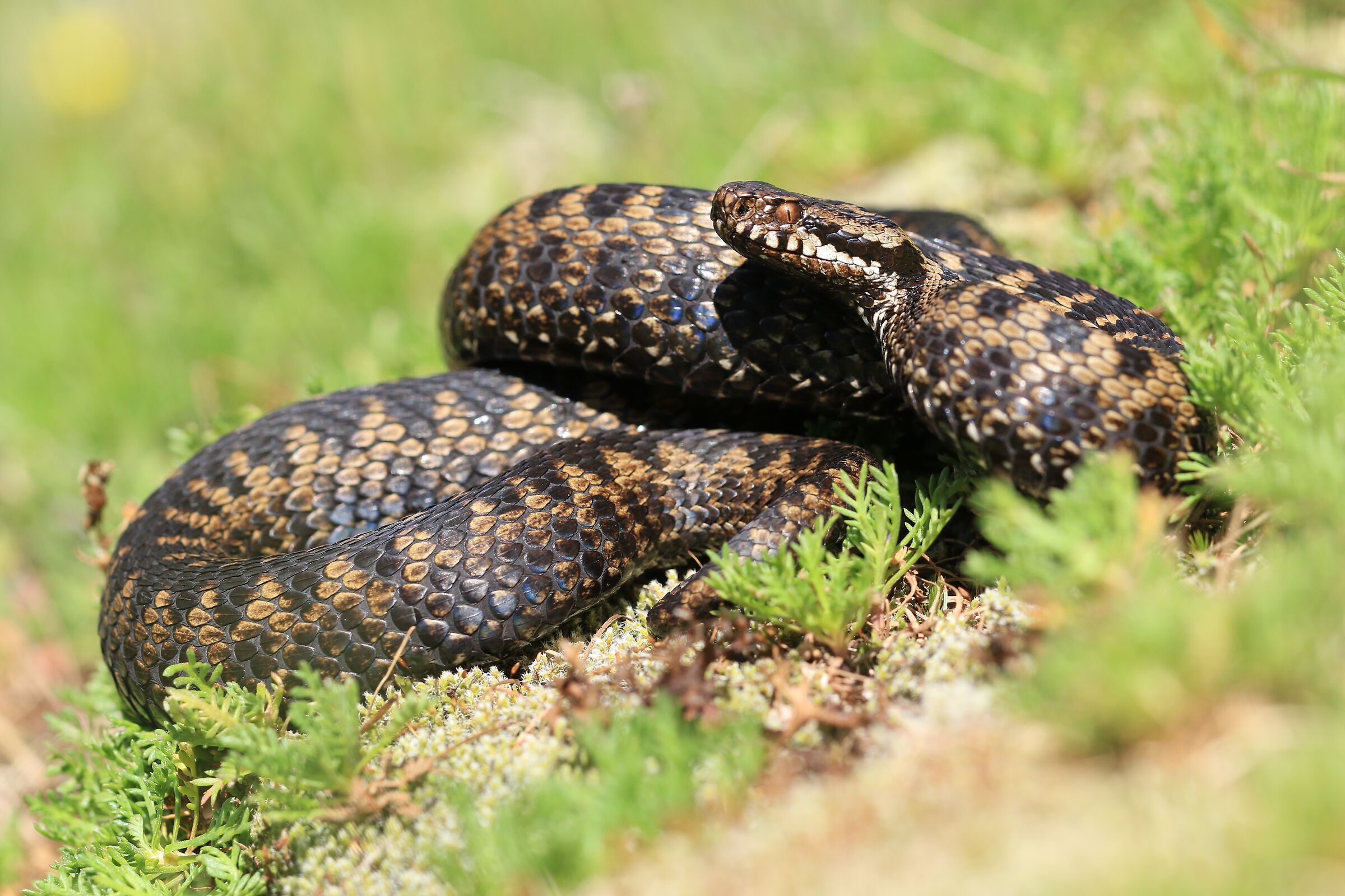 Female