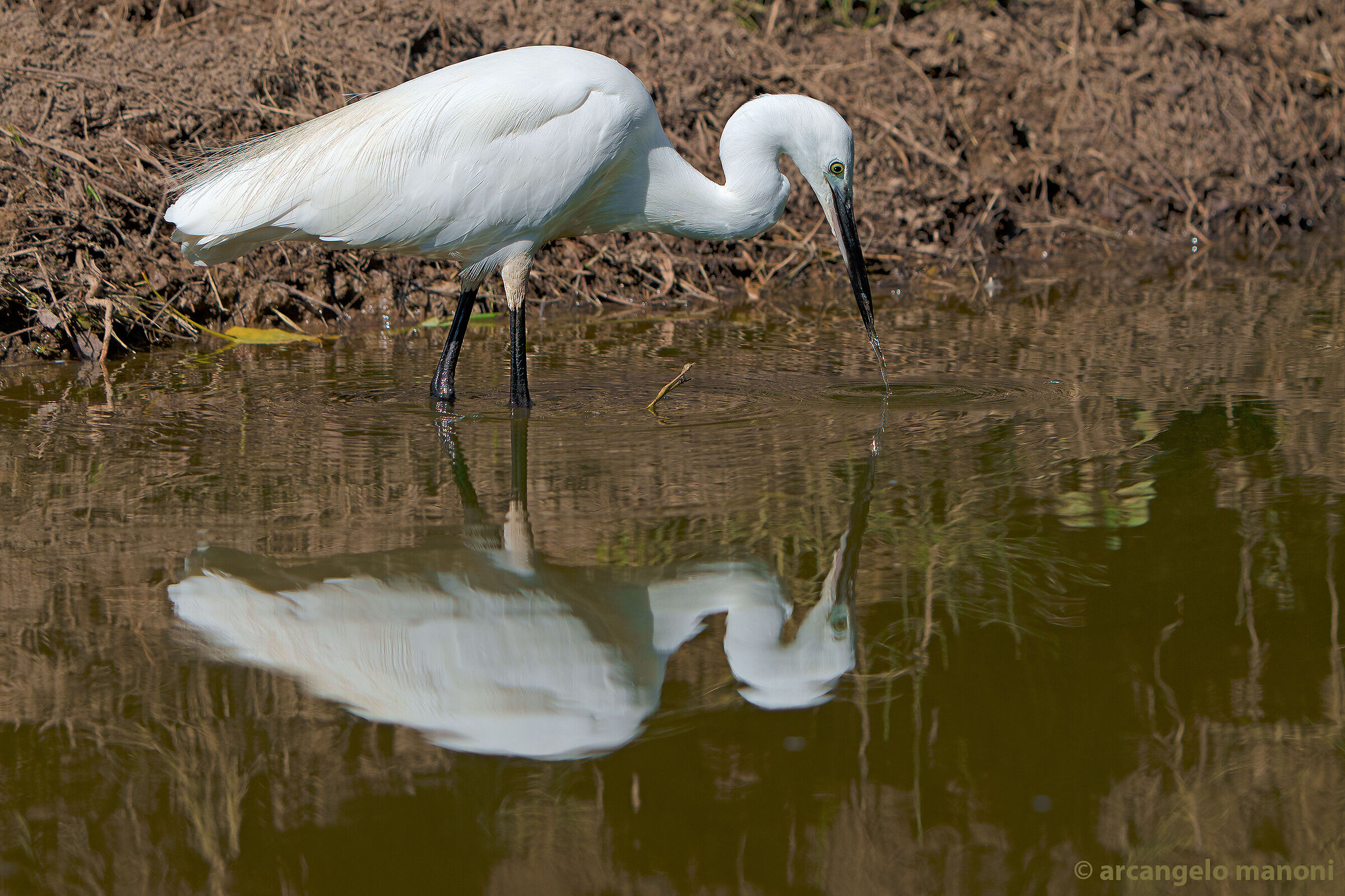 Egret