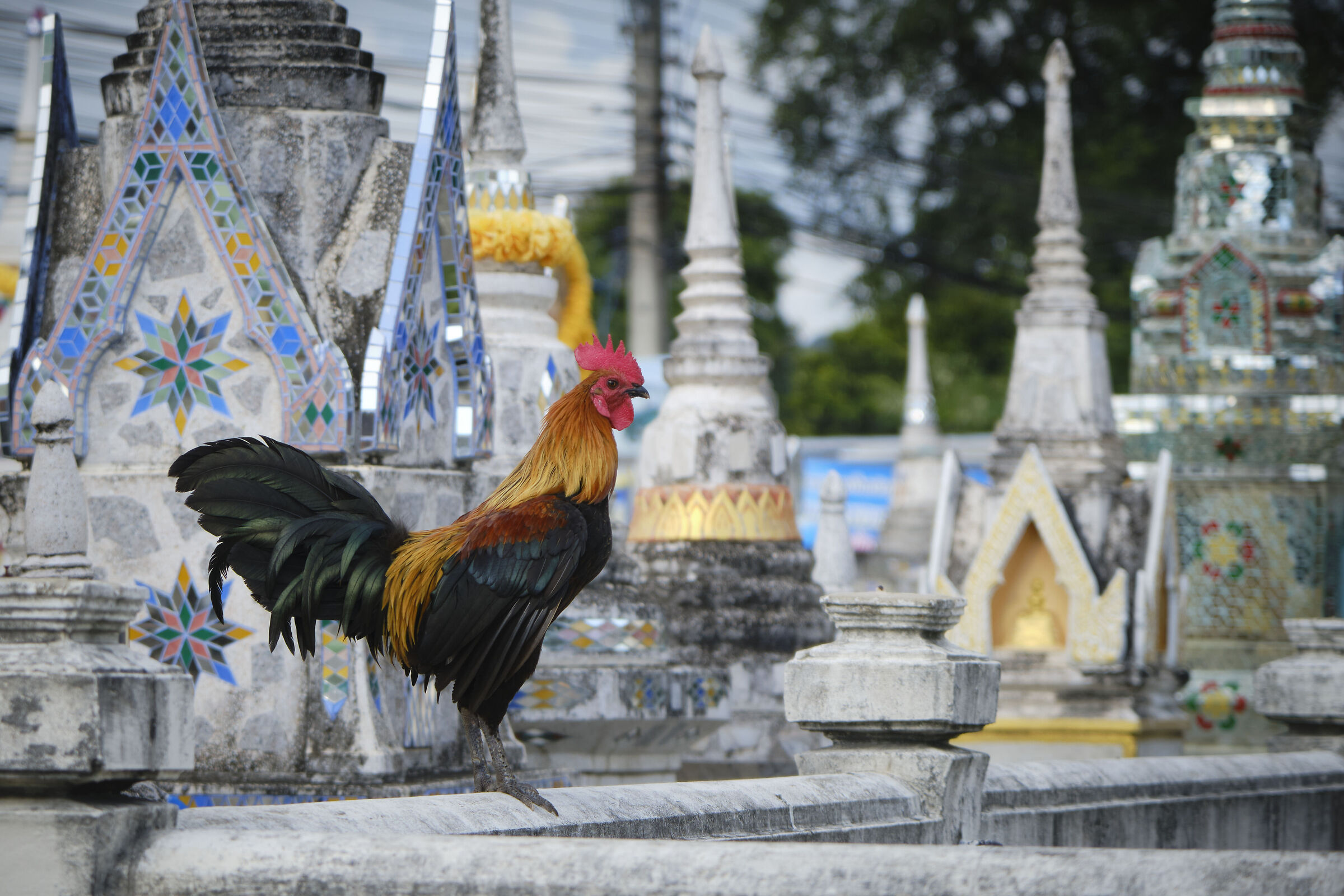 The rooster among the stupas