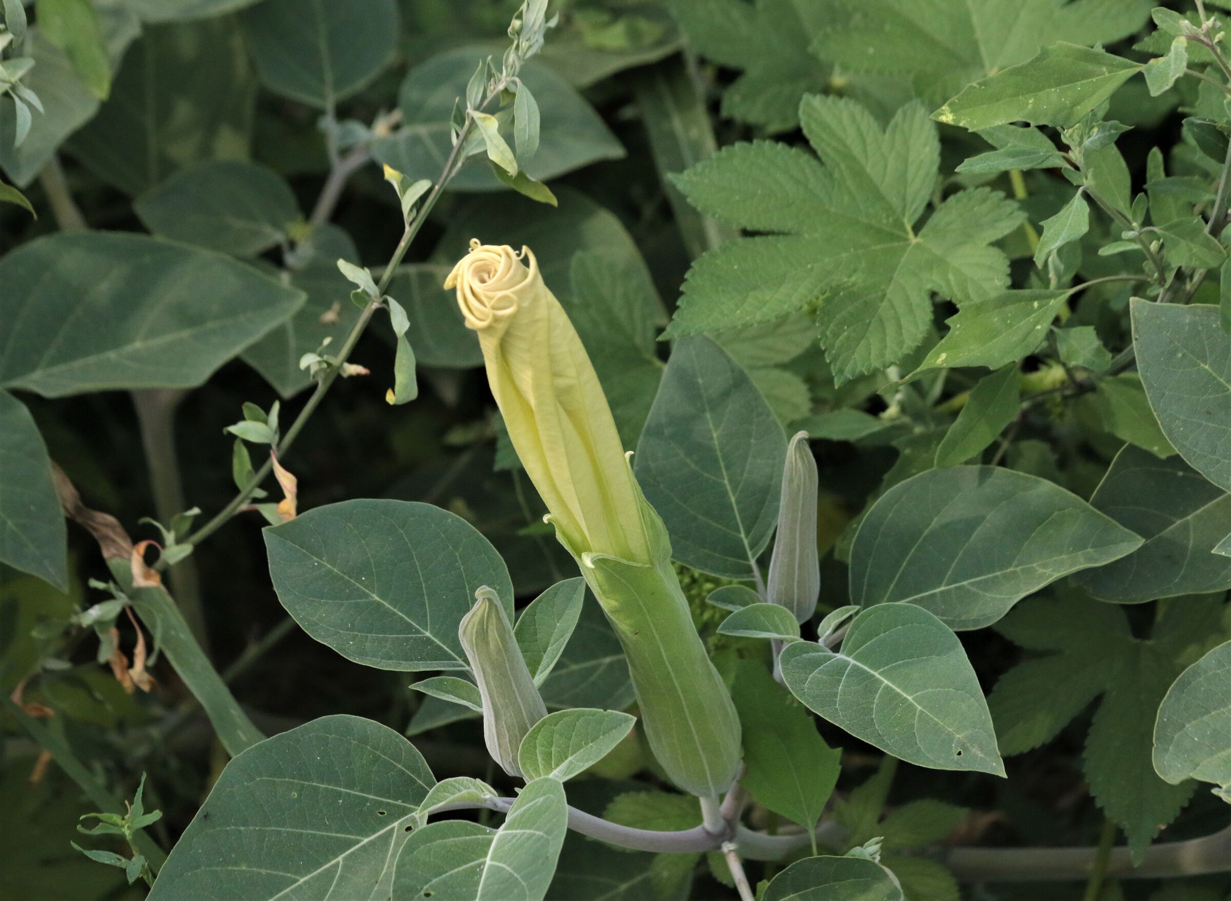 bud Datura wrightii regel