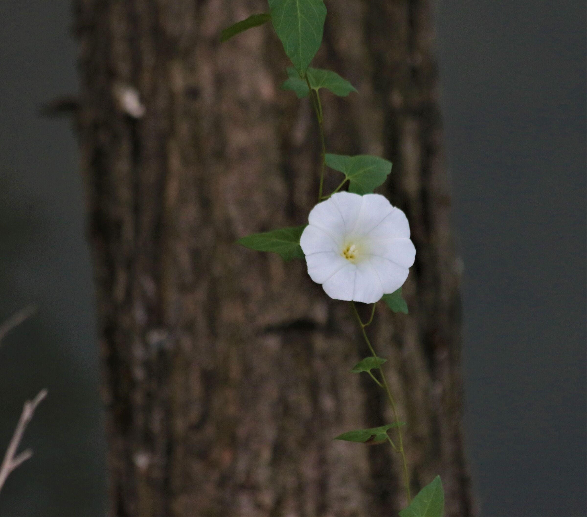 solitary bellflower