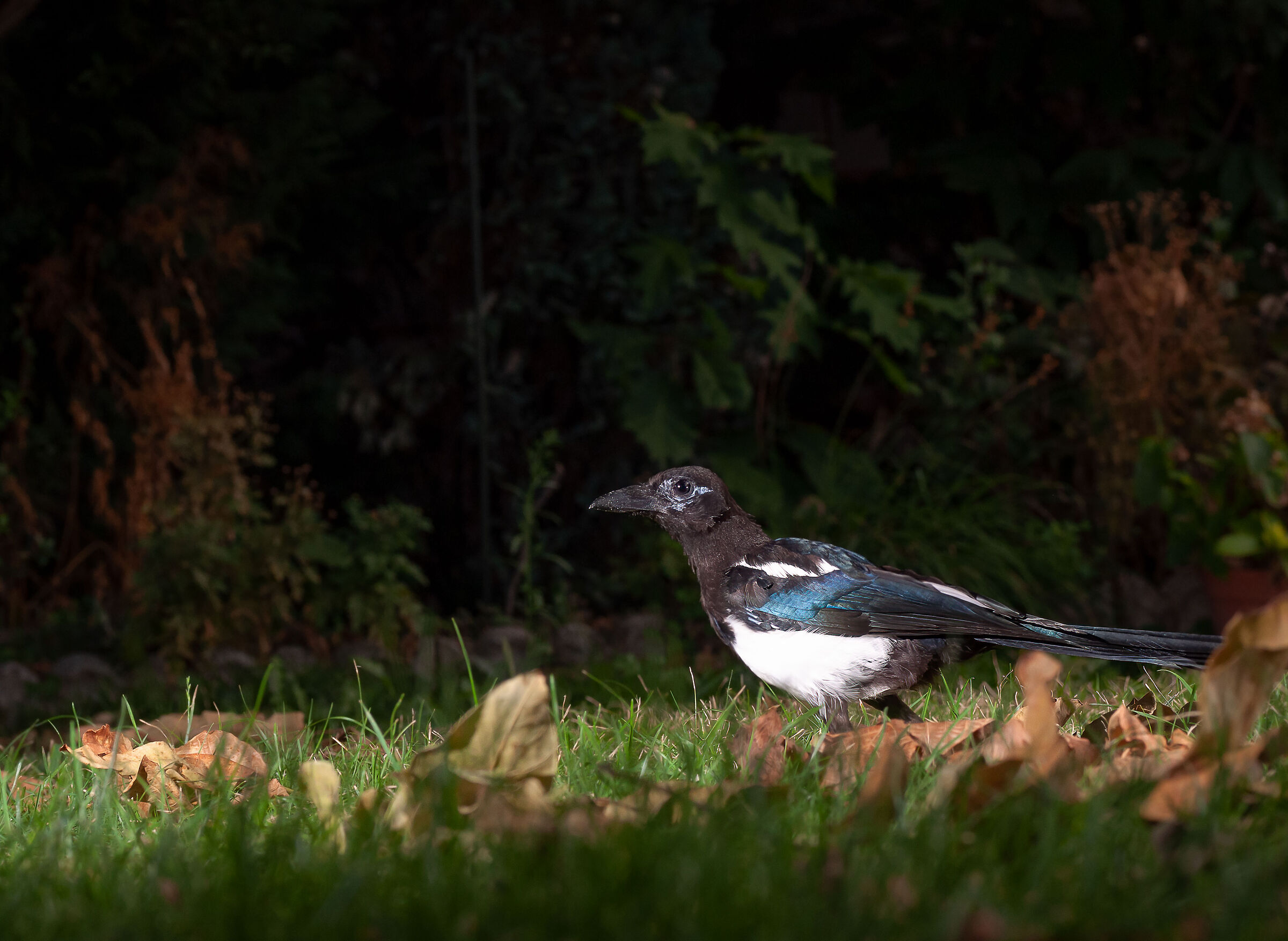 Magpie