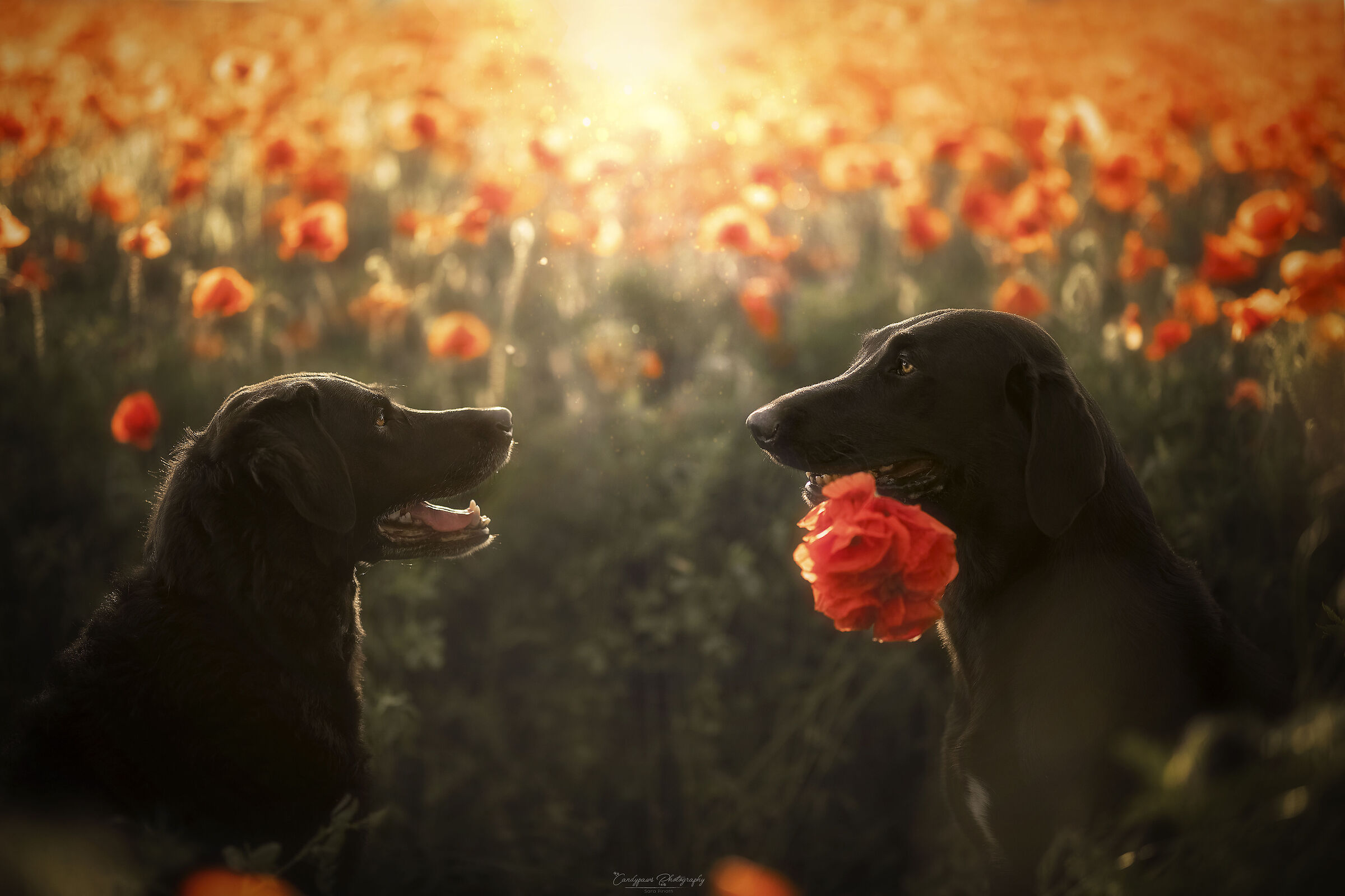 they teach us to love