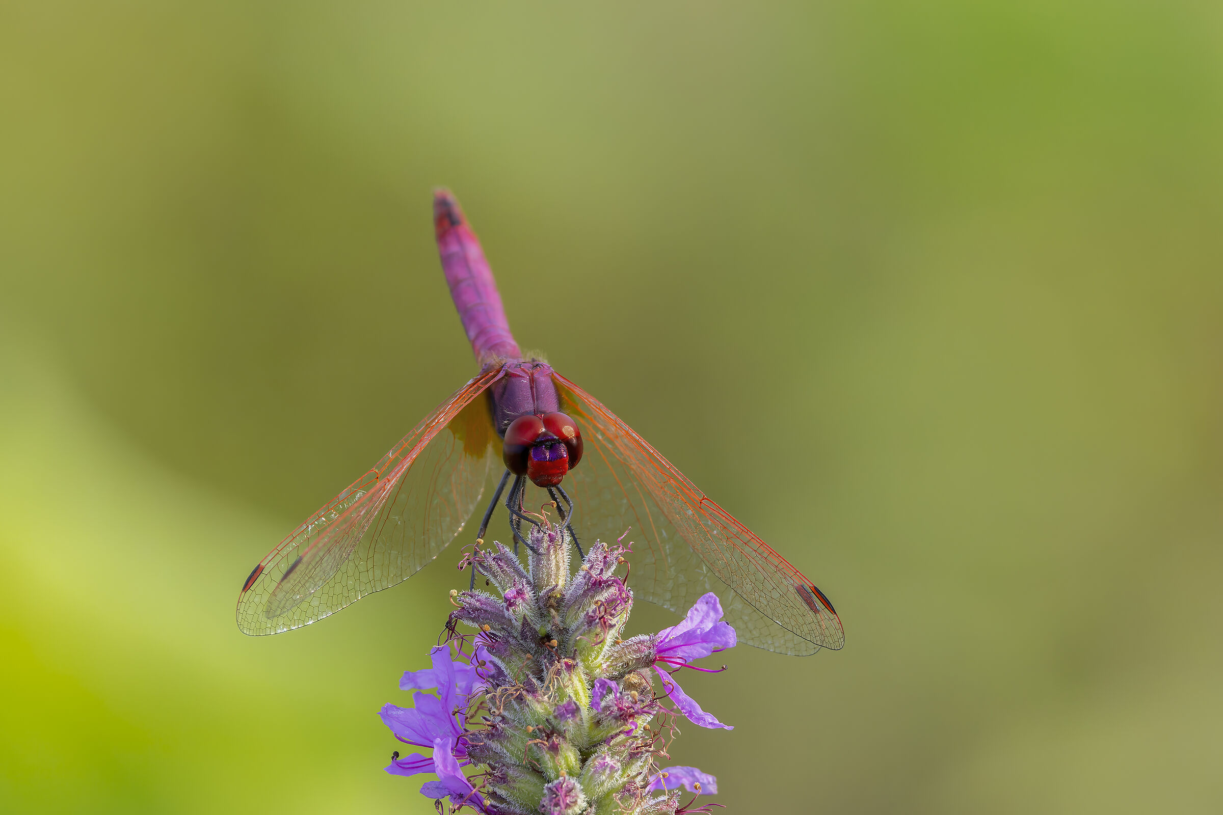 Libellula
