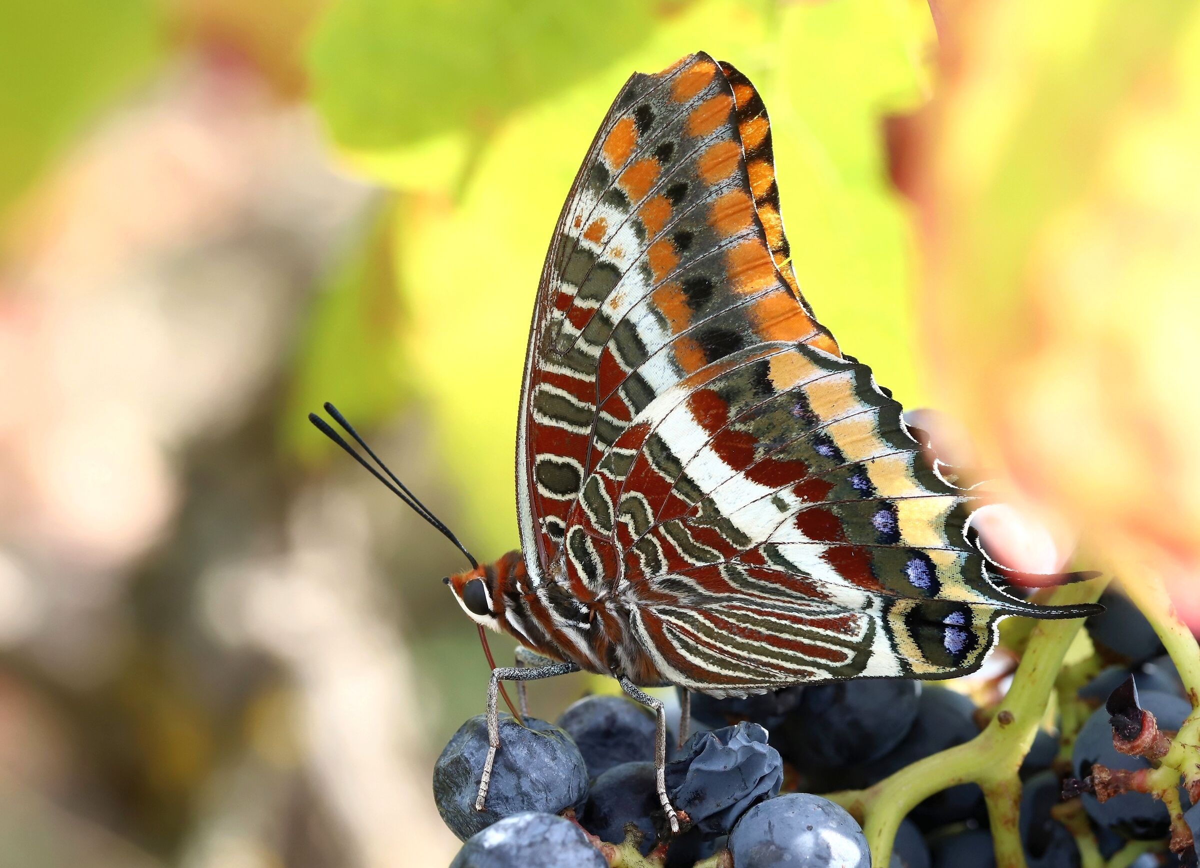 Tempo di vendemmia (Charaxes jasius)