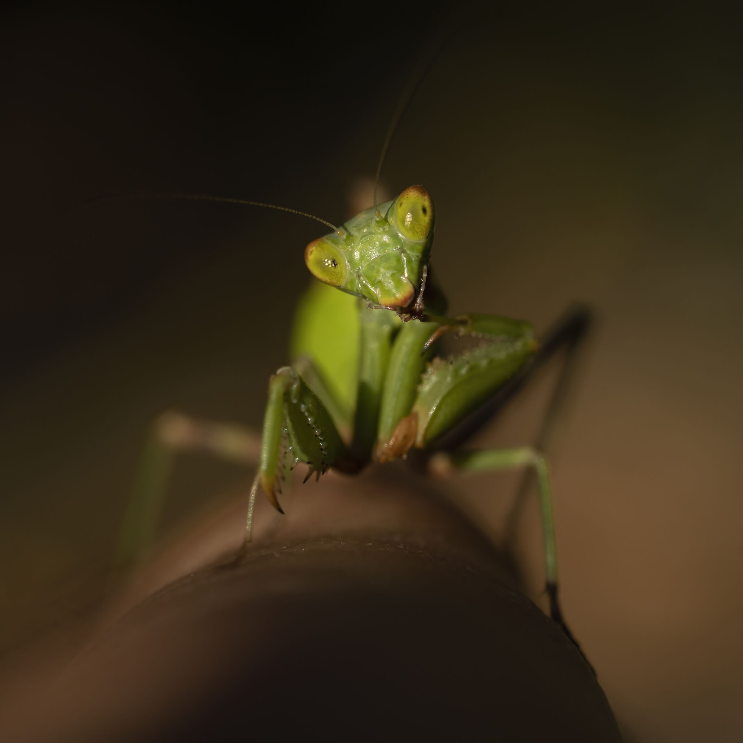 Sul dito...Ameles spallanzania