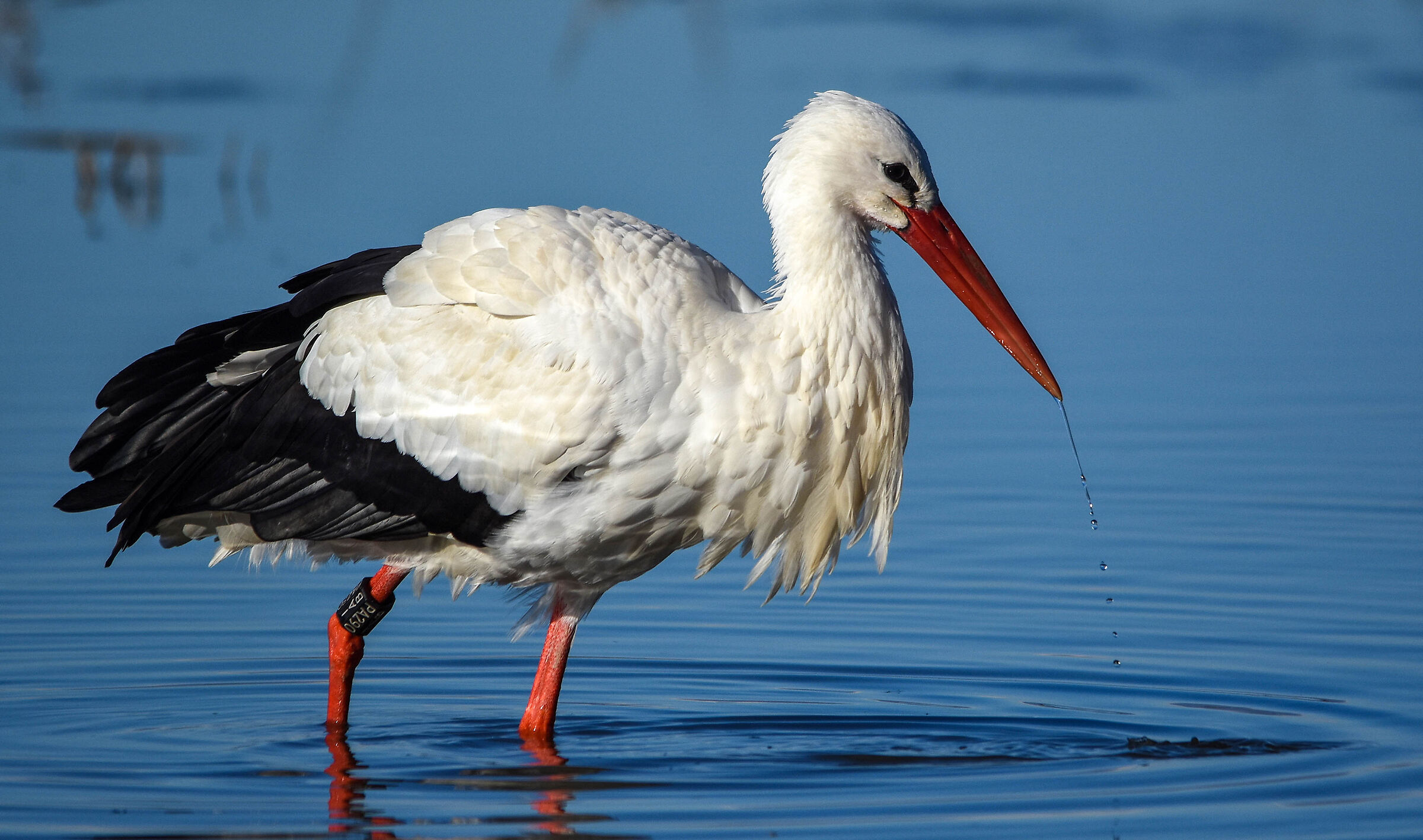 Stork
