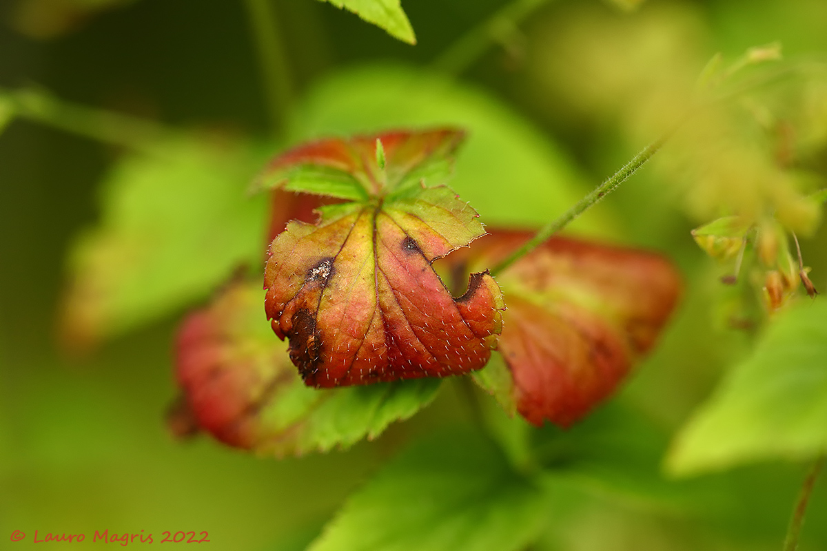 Veronica delle  faggete