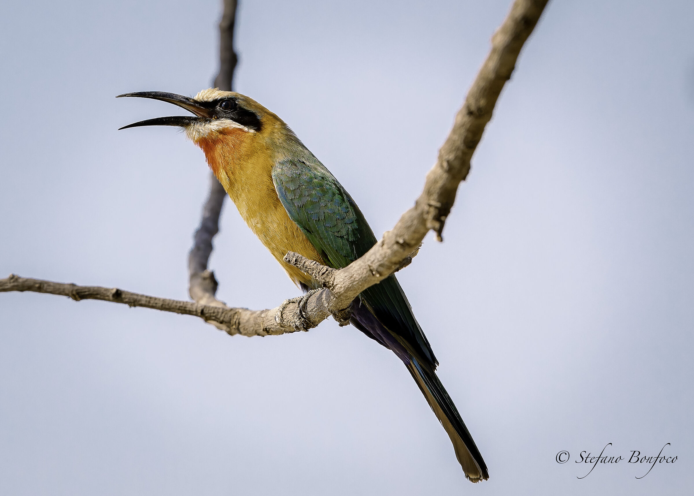 White-fronted bee-eater (Merops bullockoides)