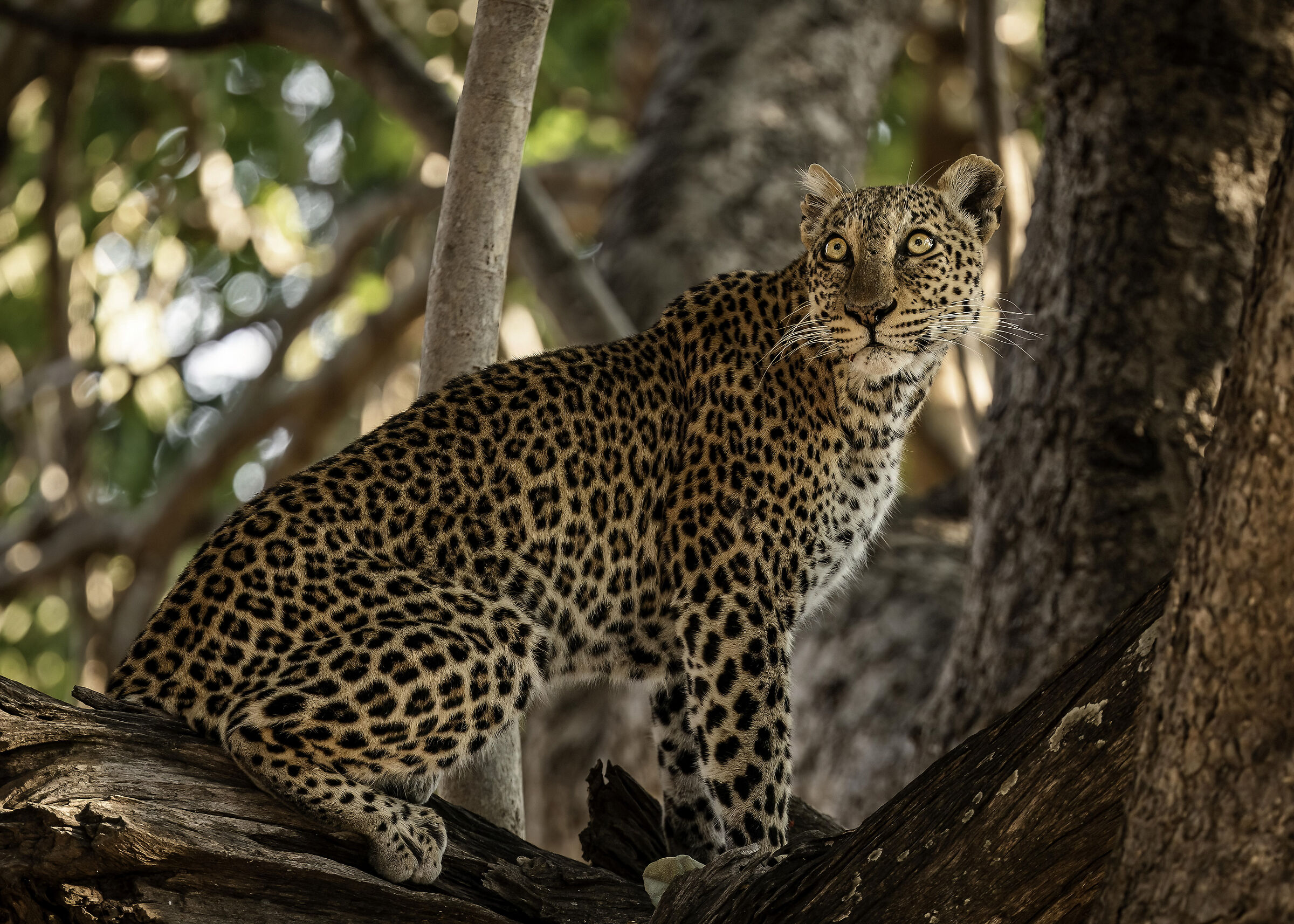 But what will ever be on the tree?