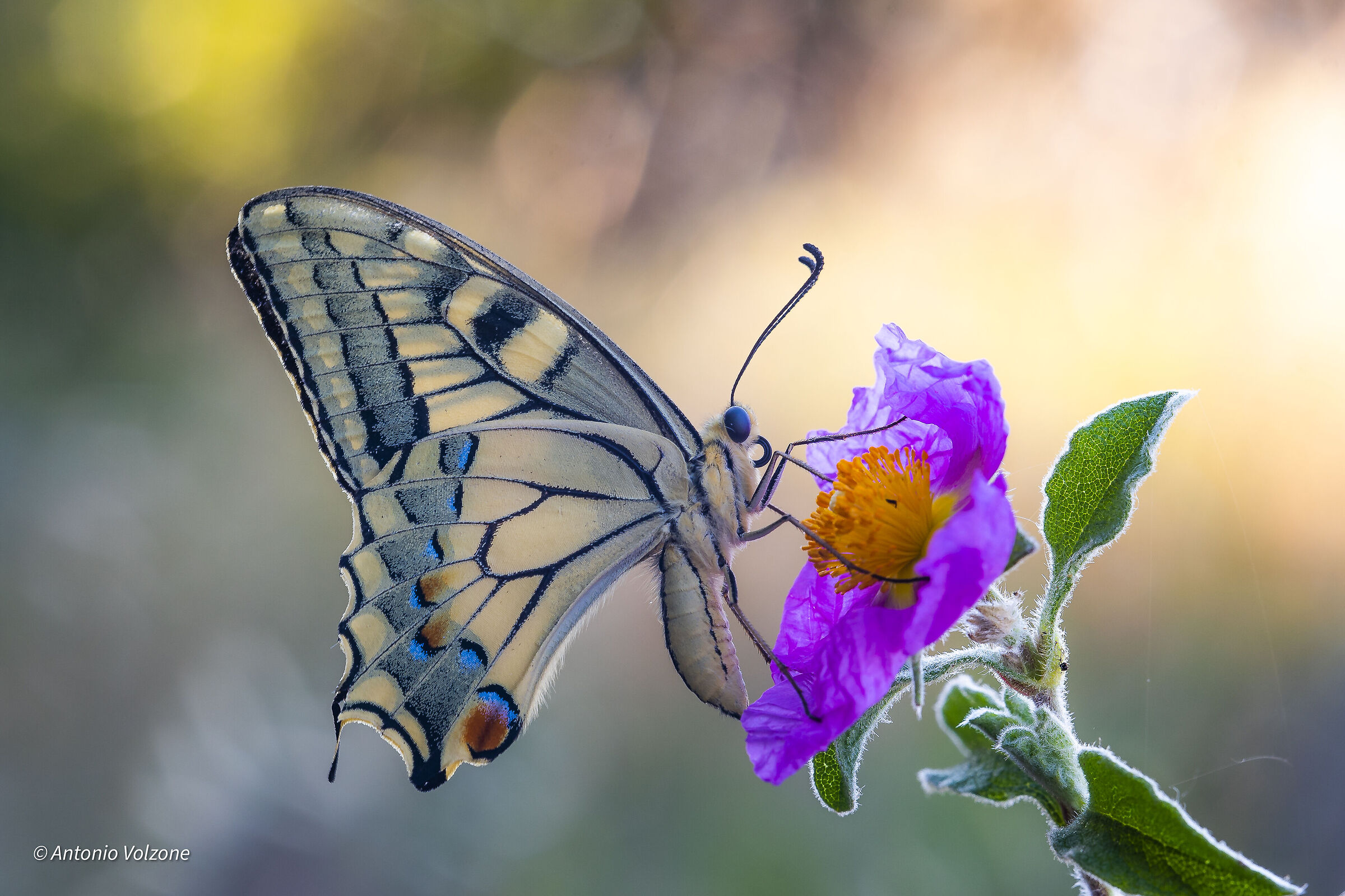 Papilio