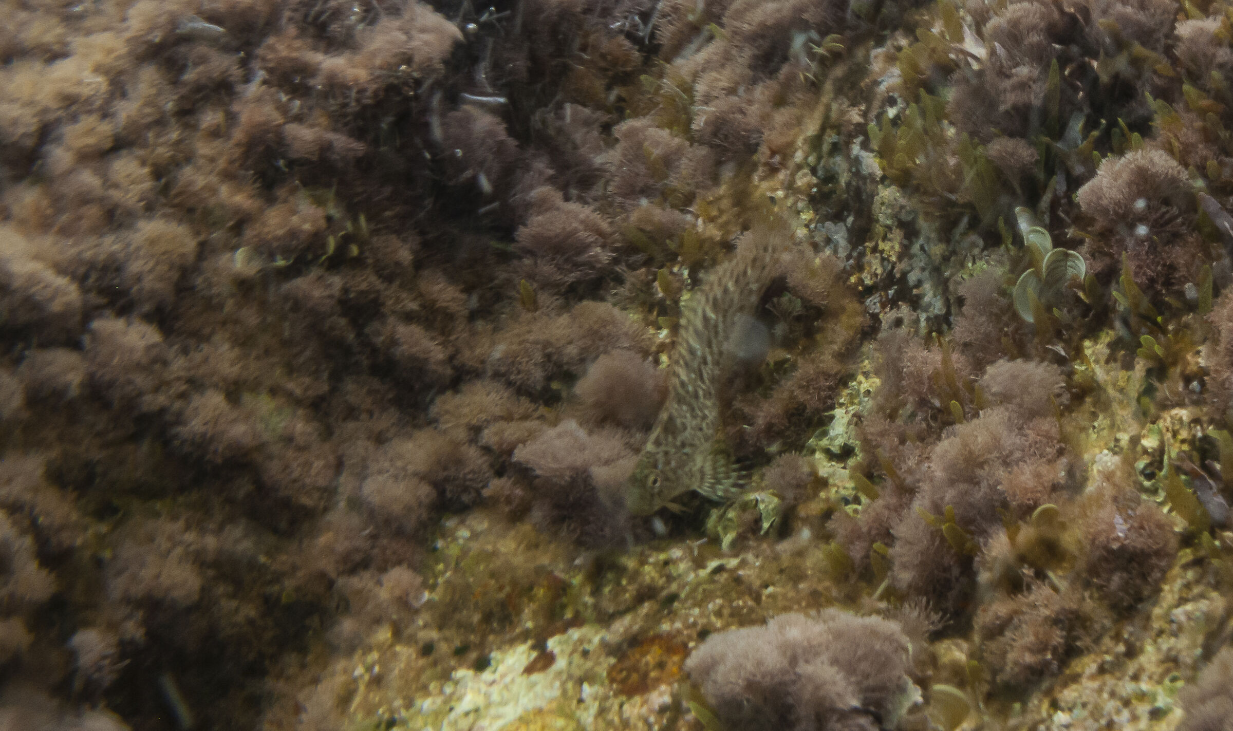 Bavosa 2
