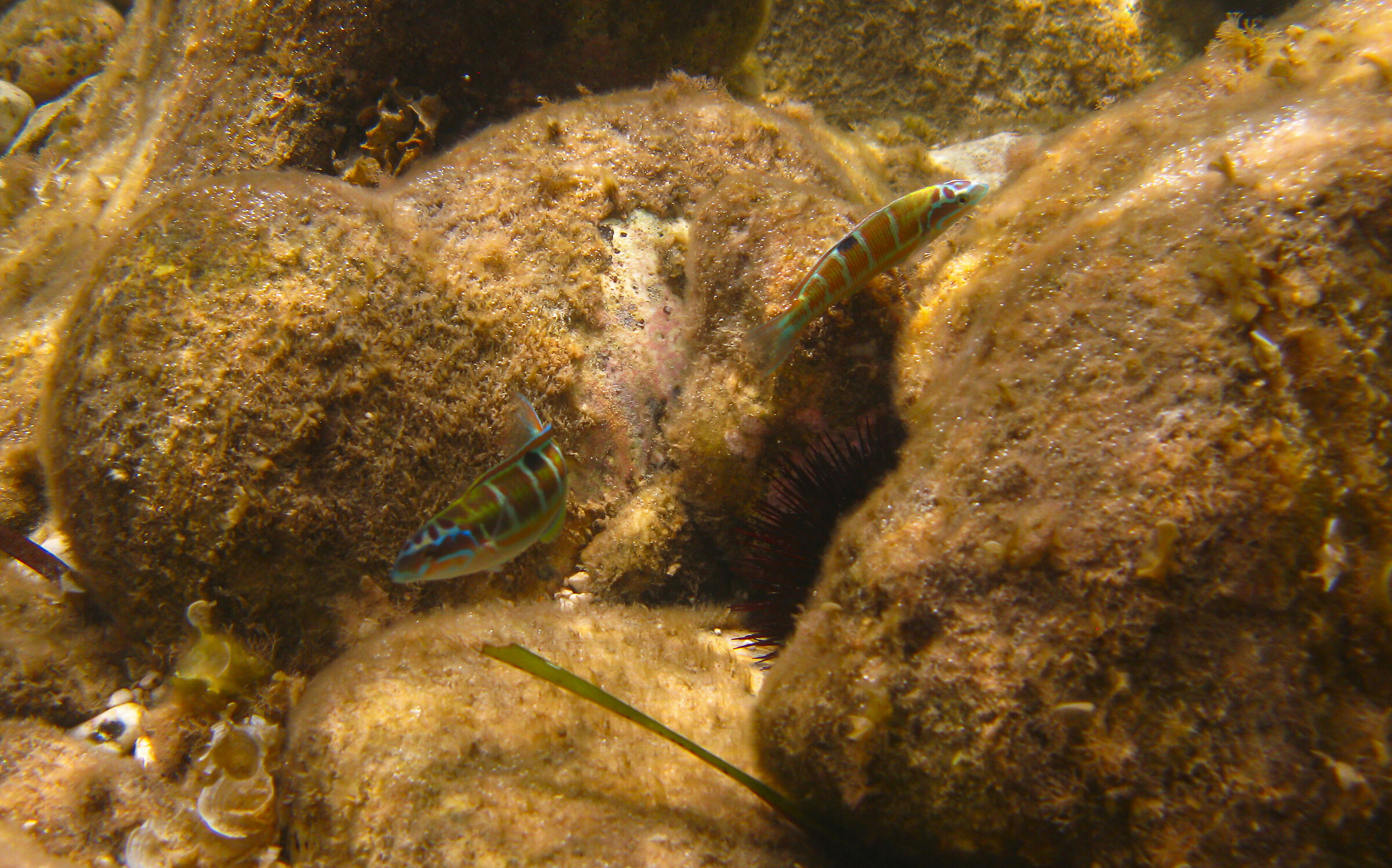 Pavonina 3