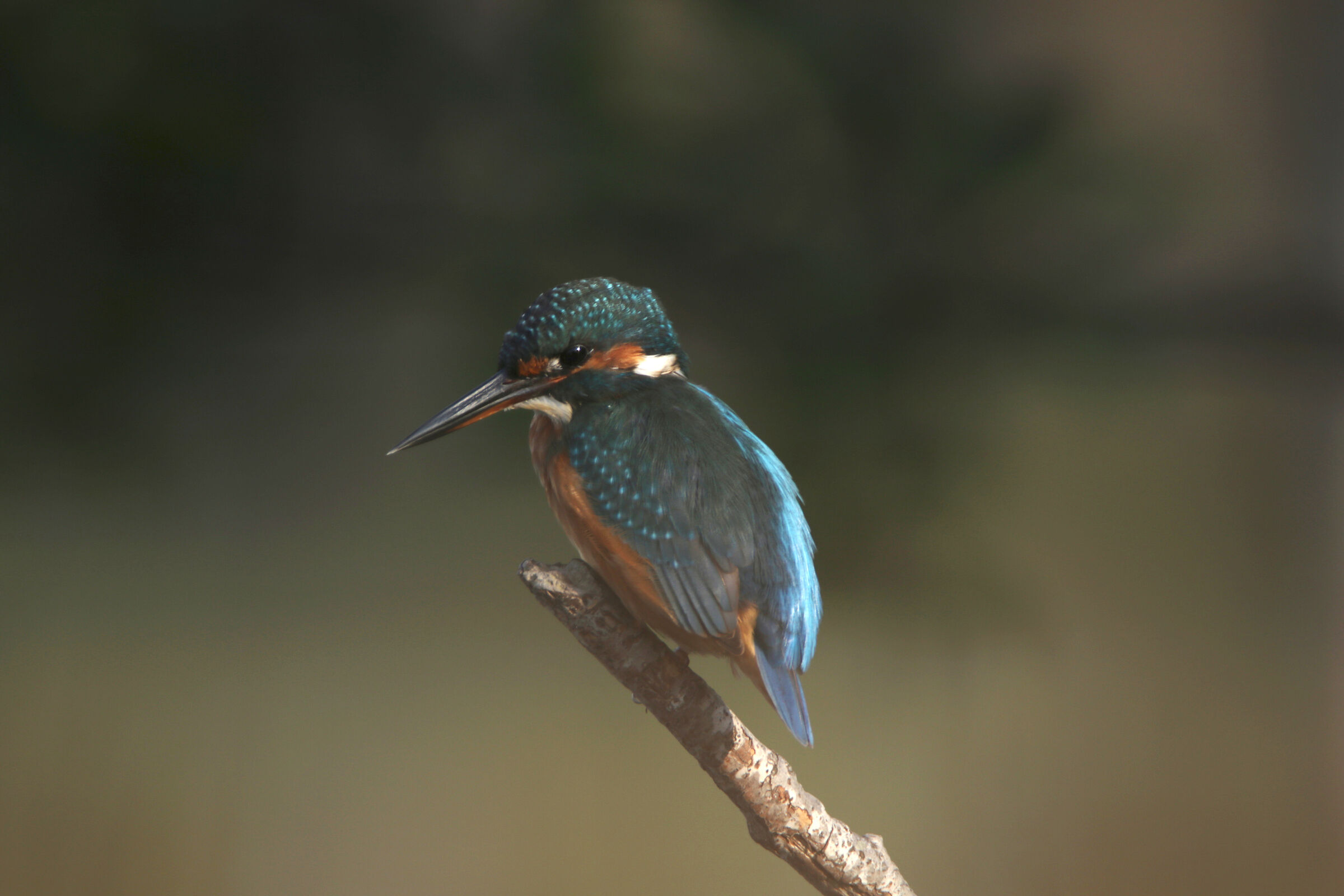 Martin Pescatore - Massaciuccoli (lu)