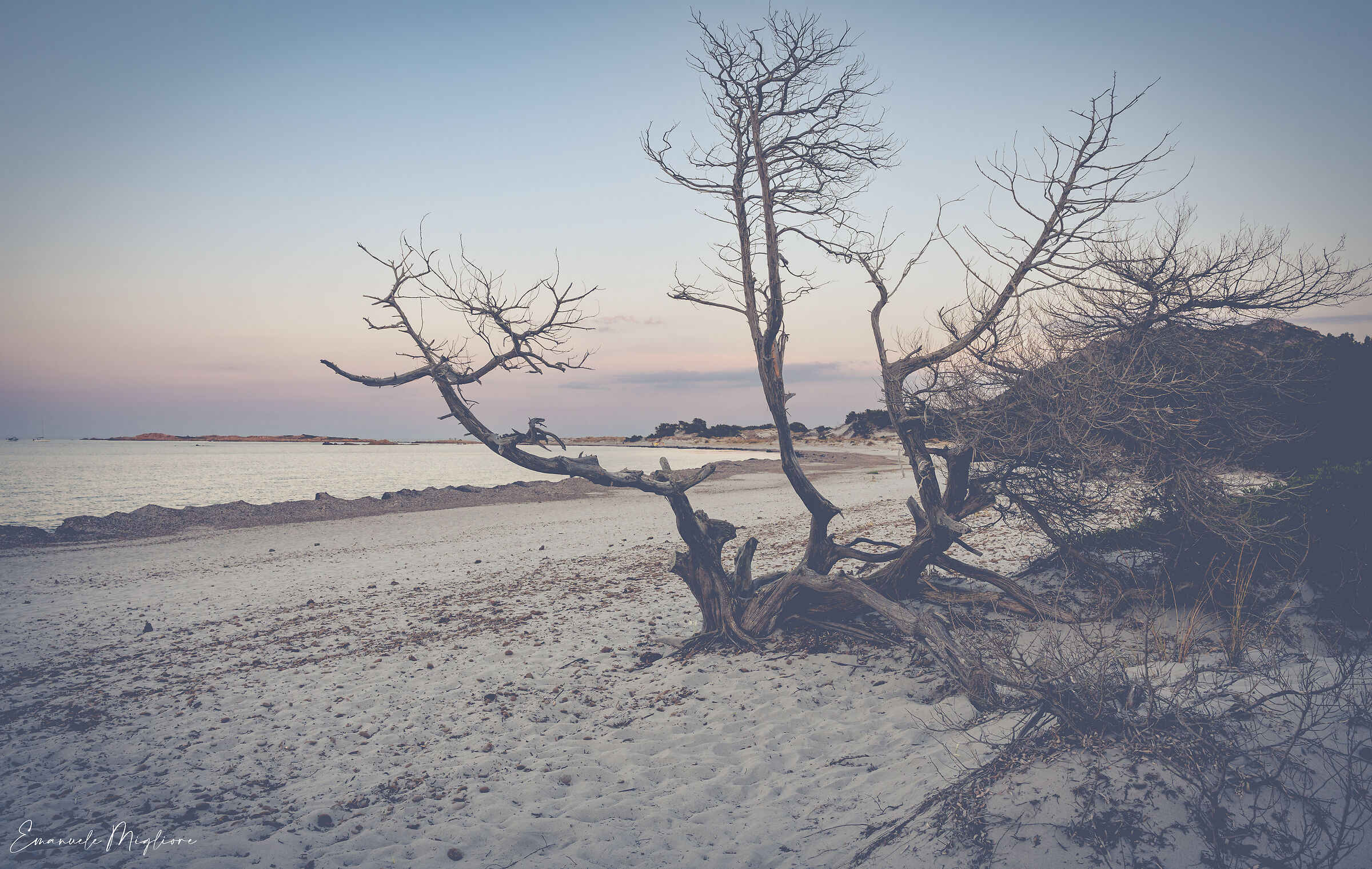 I resti di un antico ginepro