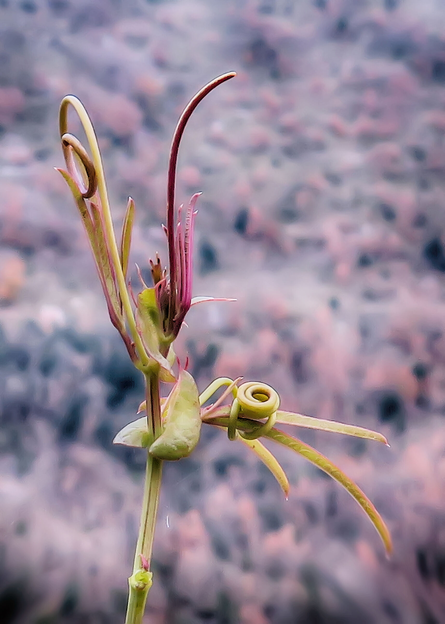 This strange creature...