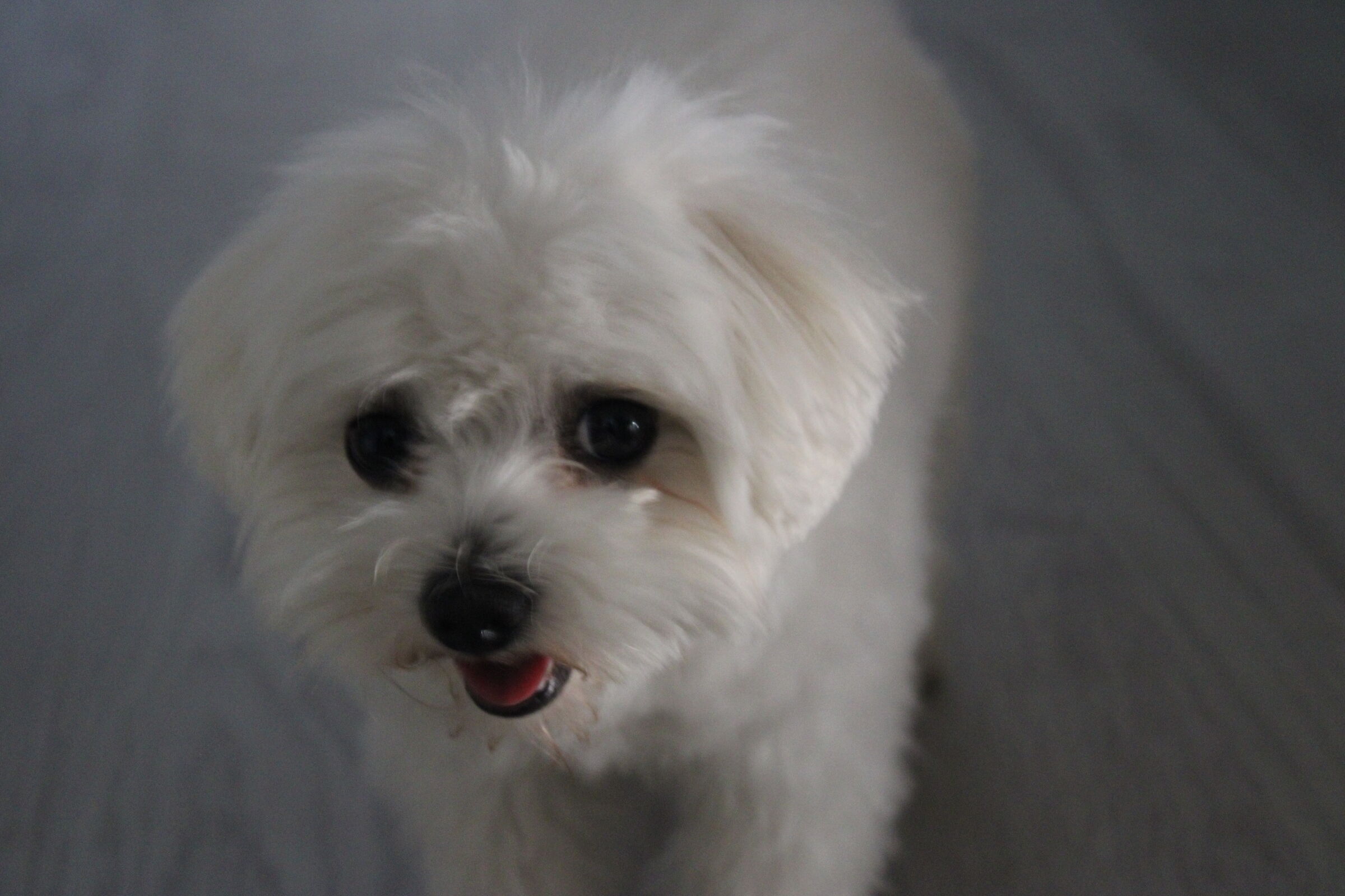 Teddy