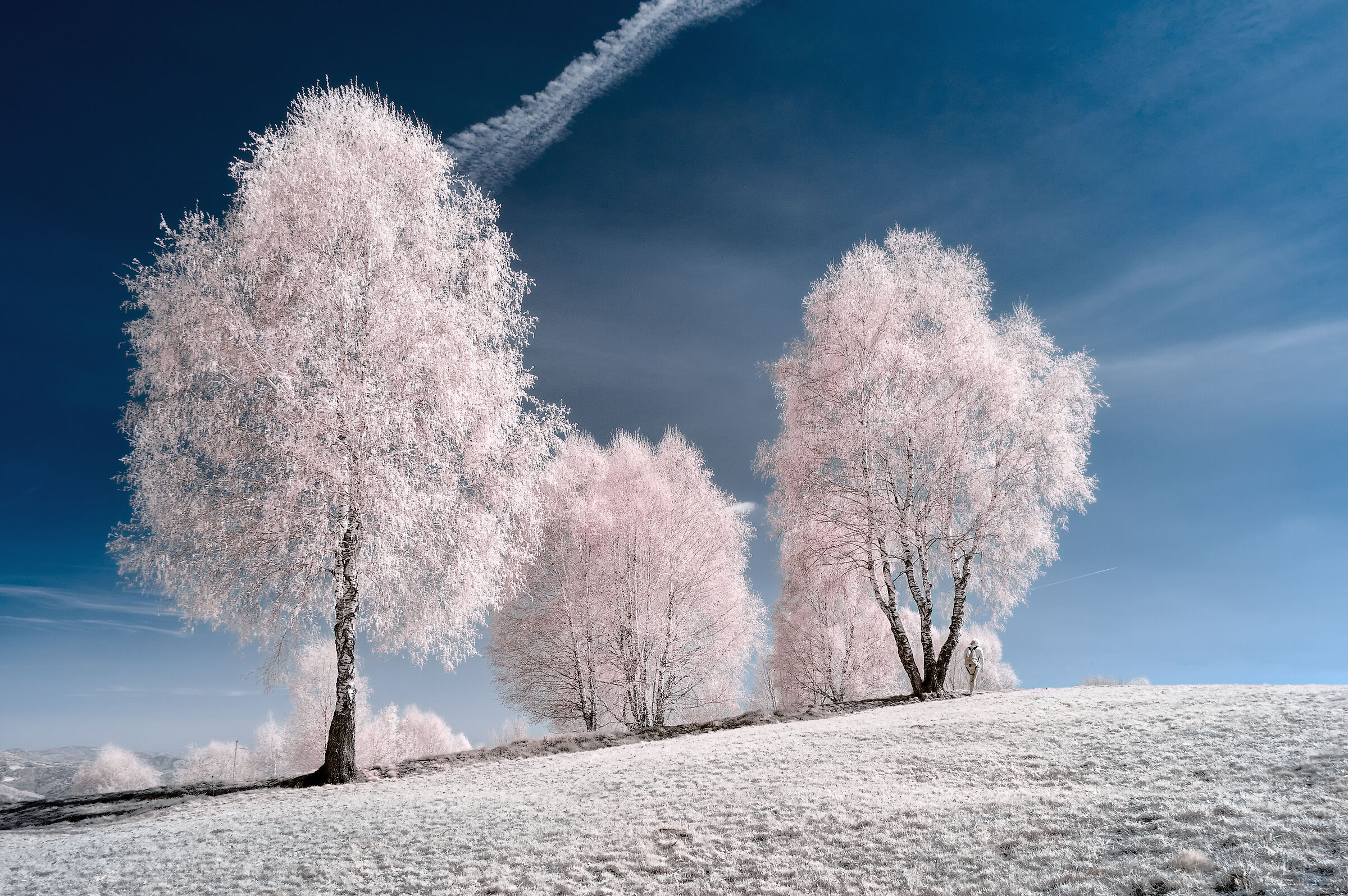 Dream