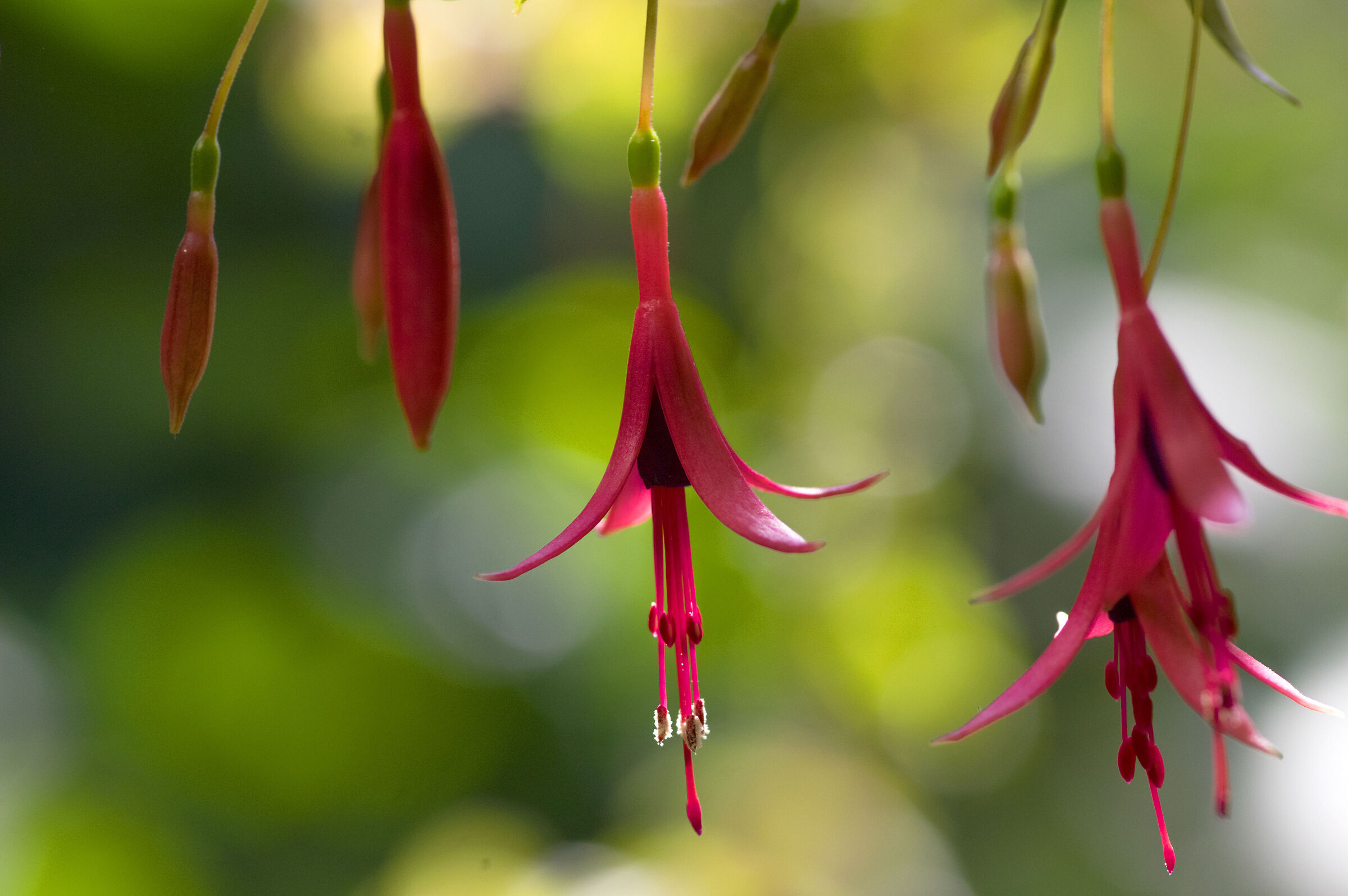 Fuchsia