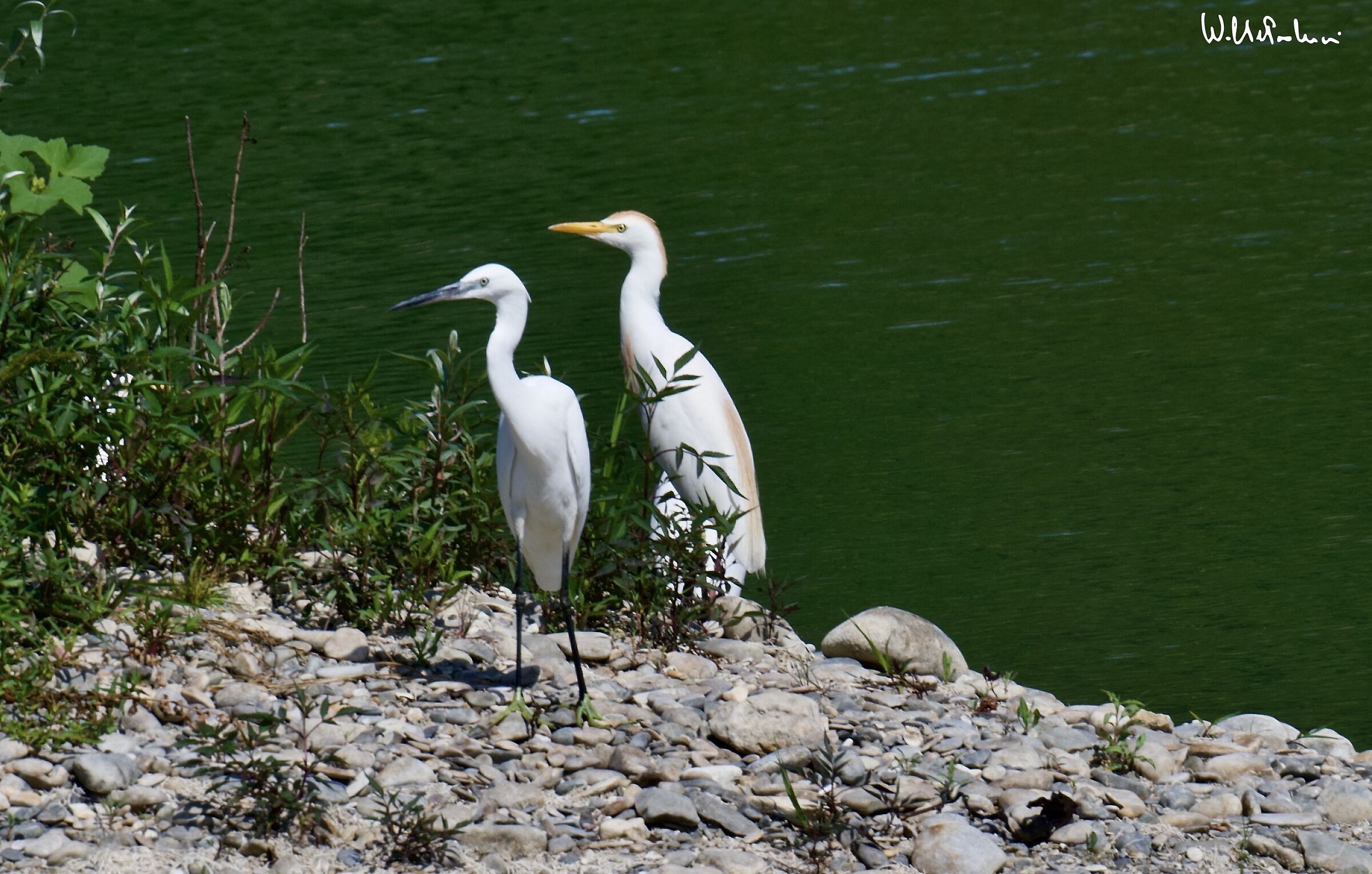 ... coexistence... Cattle heron and Egret