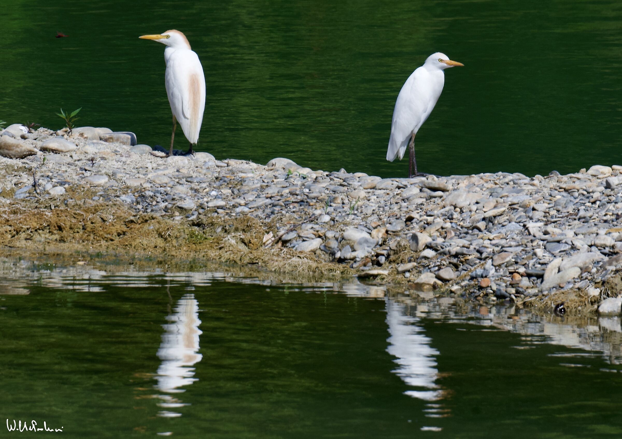 ... the guardians.. Nesting cattle heron and not 2