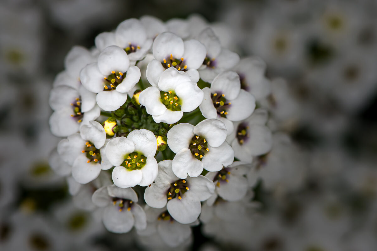 Lobularia Maritima