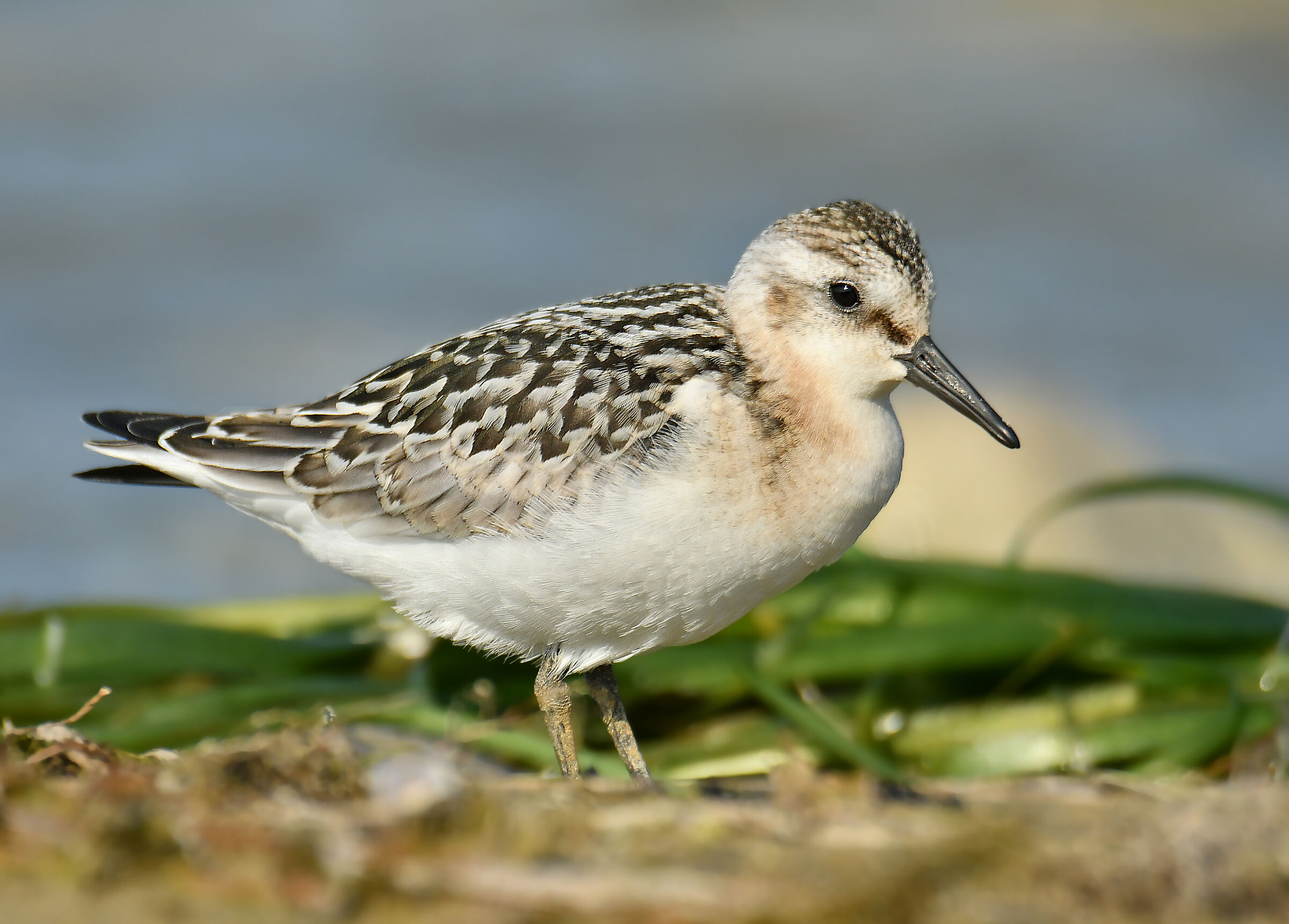 Three-toed sandpiper