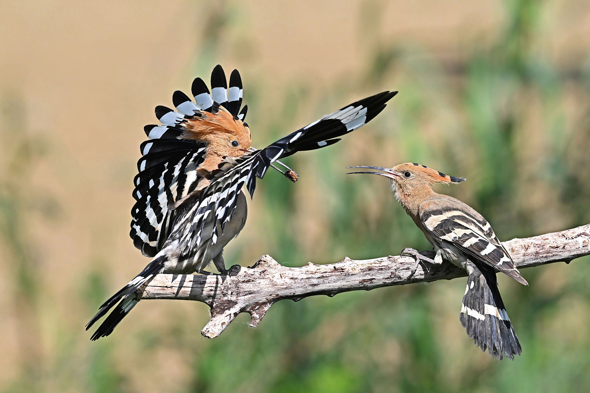 Storie di piume  5   (Upupa)